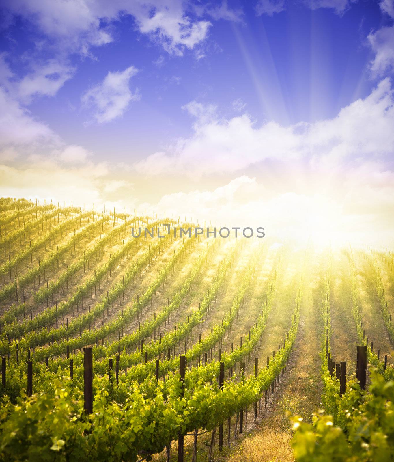 Beautiful Lush Grape Vineyard with Blue Sky and Sun by Feverpitched