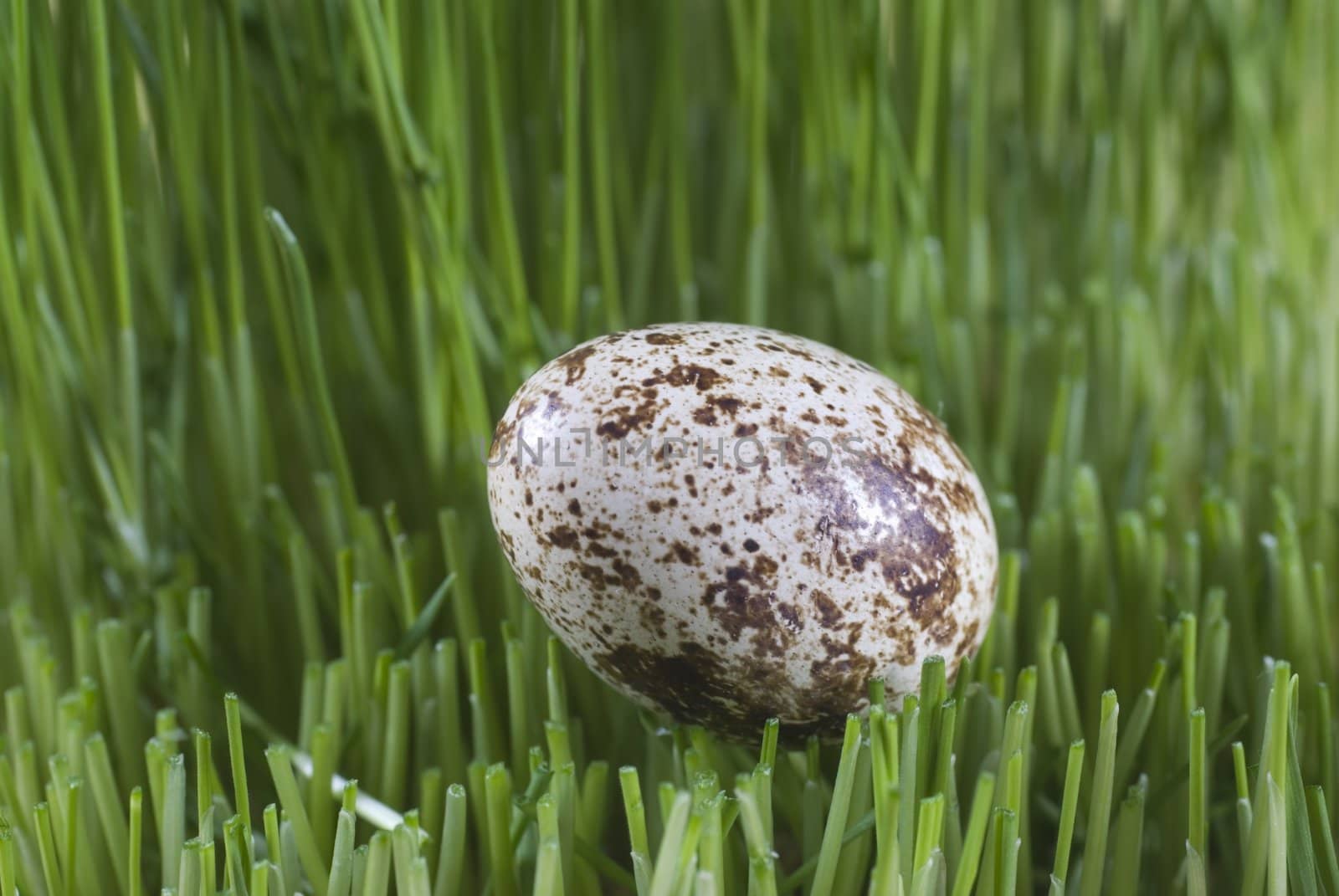 Quail egg in green grass