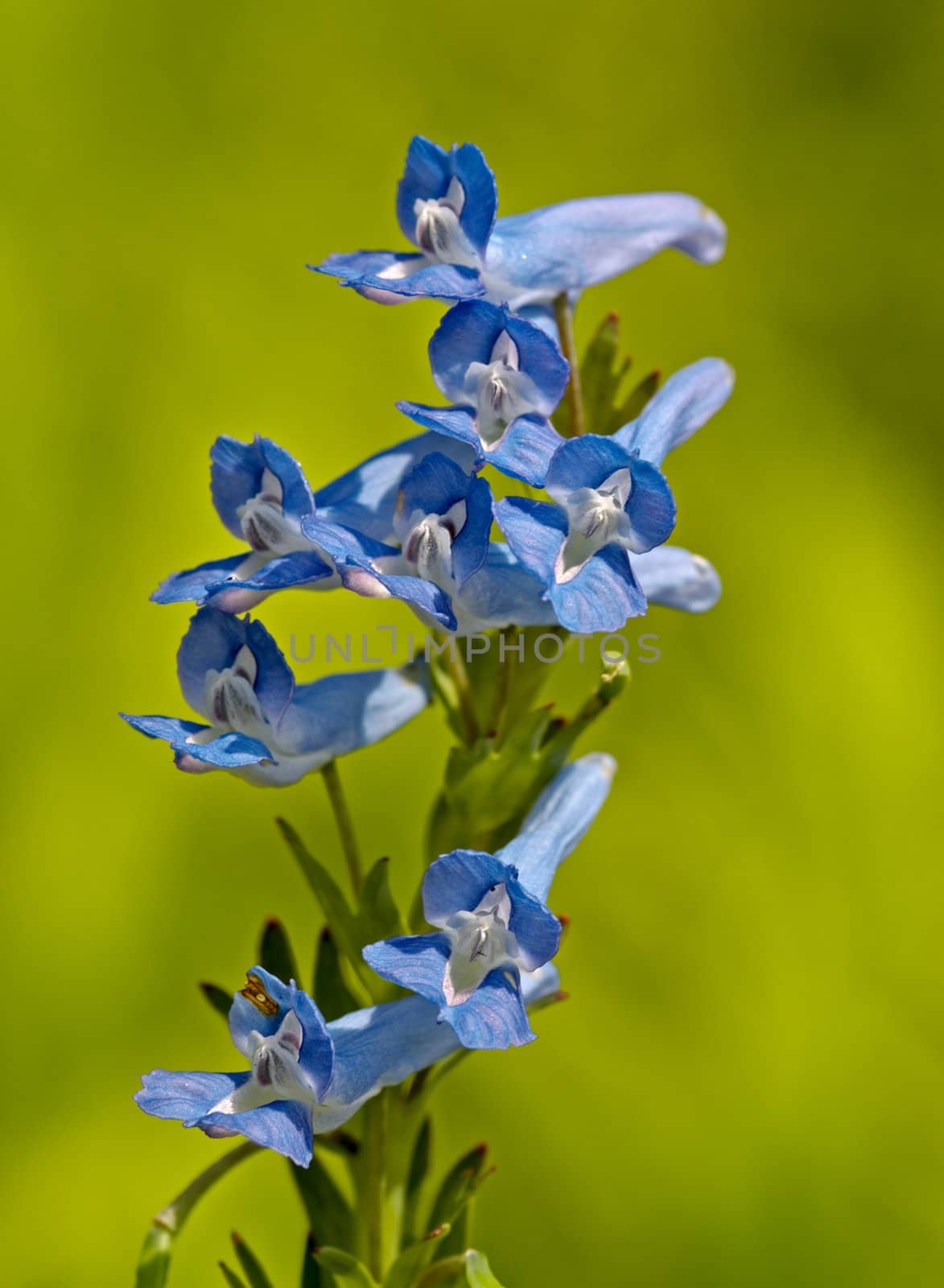 Inflorescence of blue meadow flowers on a green background
