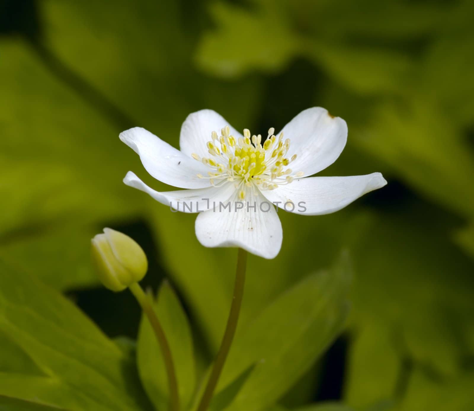 Wild white flower on a green background