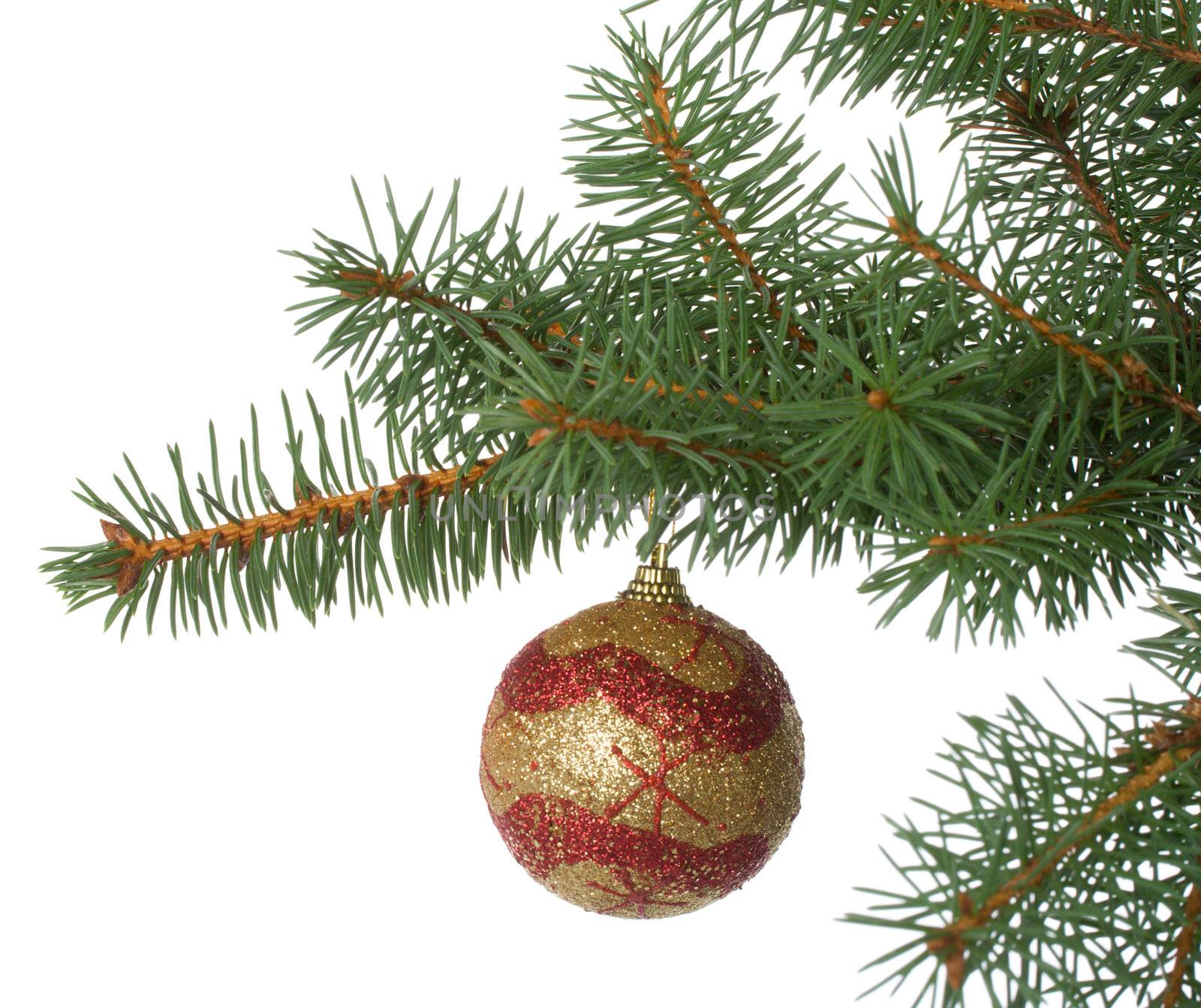 christmas ball in a fir branch, isolated over while background