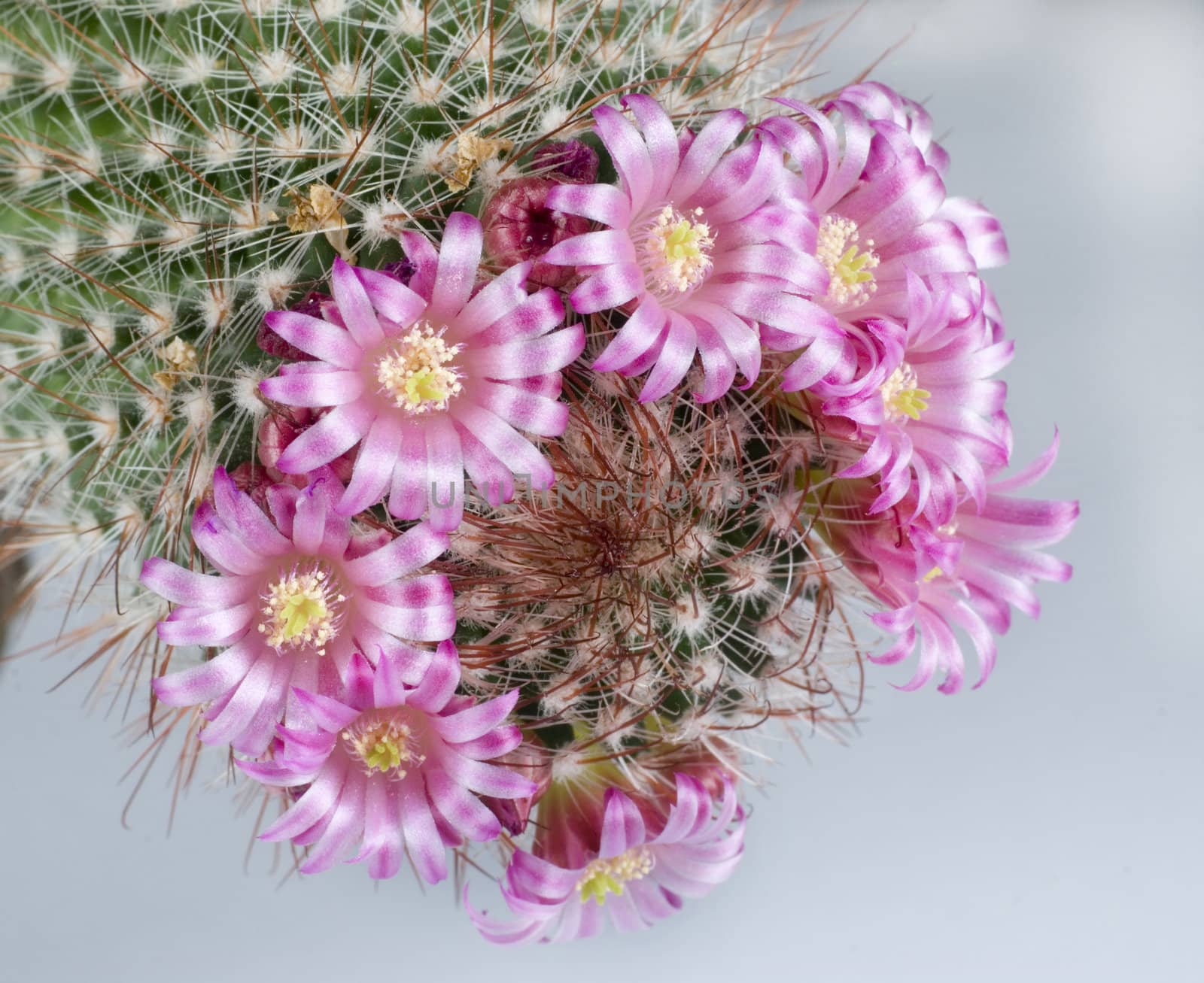 Close up on cactus flower
