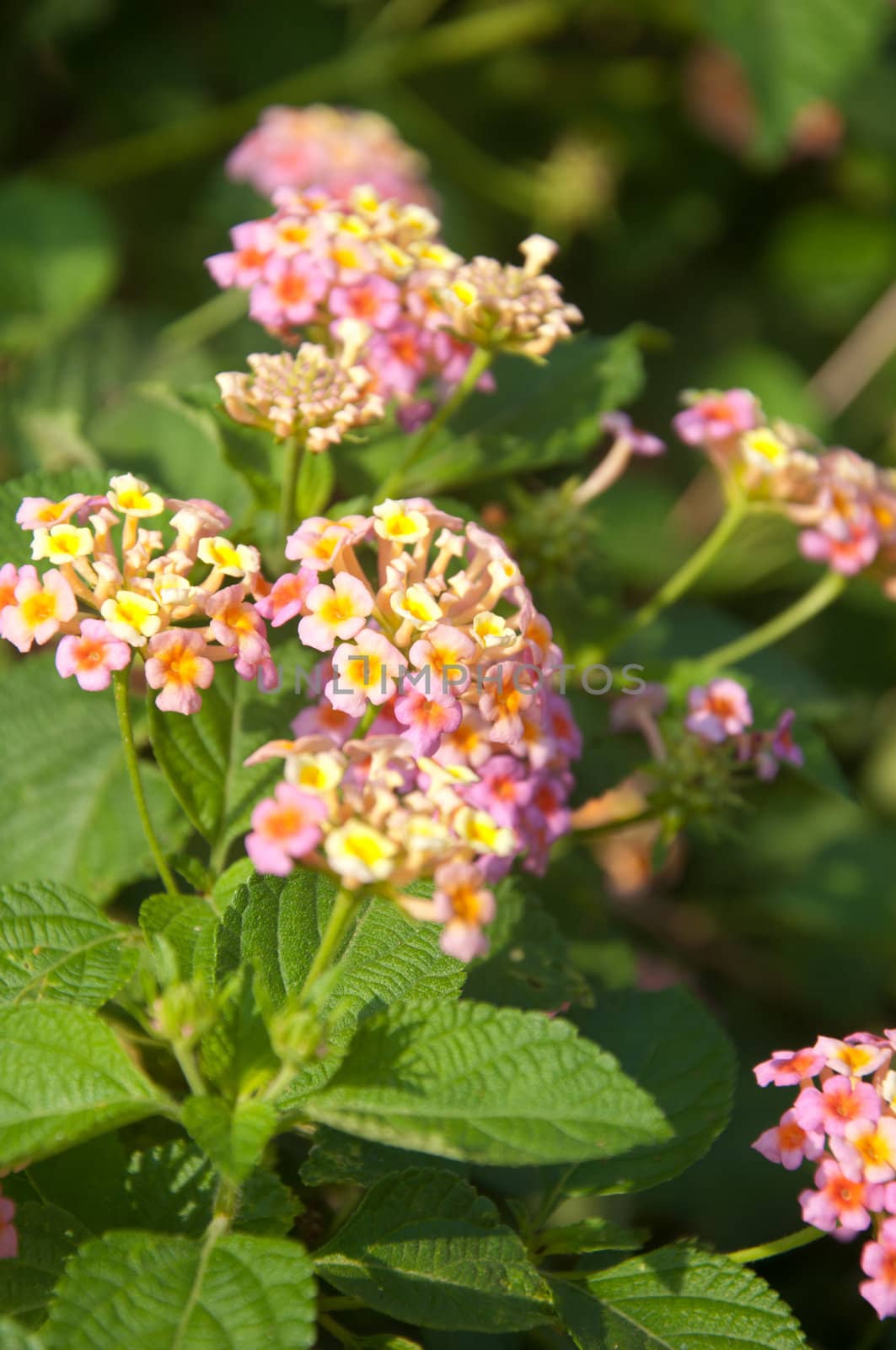 a picture of beautiful pink flower blossom