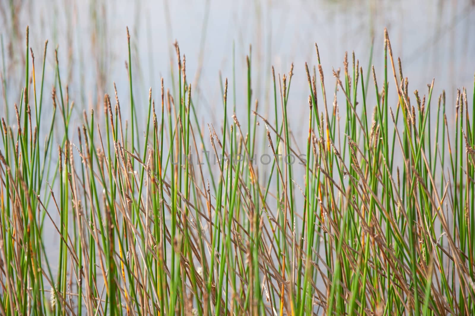 grass texture background by ngarare