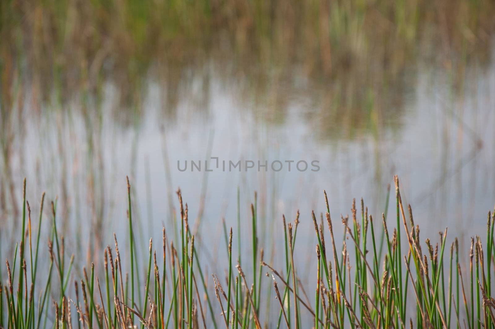 grass texture background by ngarare