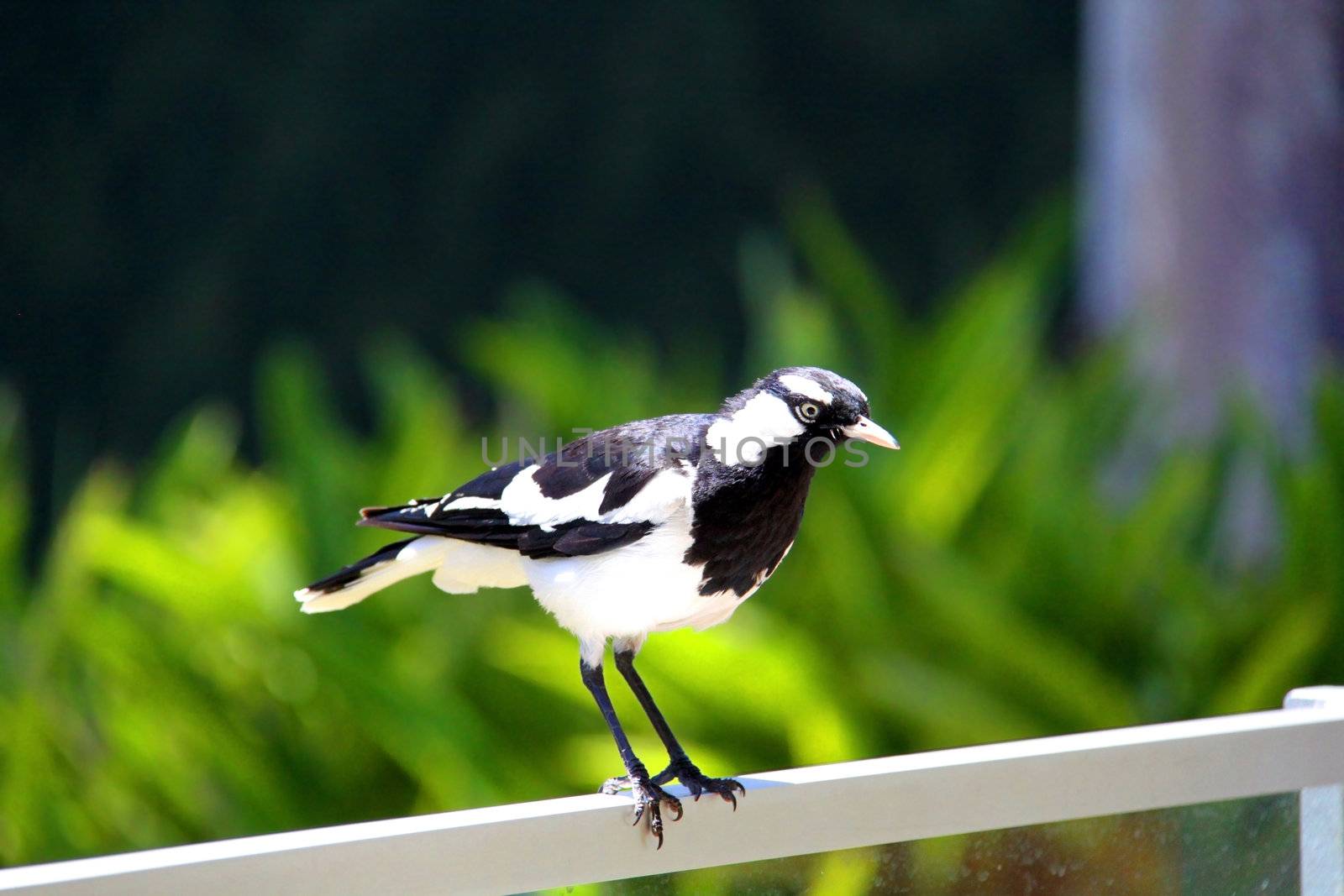 A male Murray-Magpie (also mudlark, magpie-lark, peewee or piping shrike) standing on fencing. Australian Native Bird