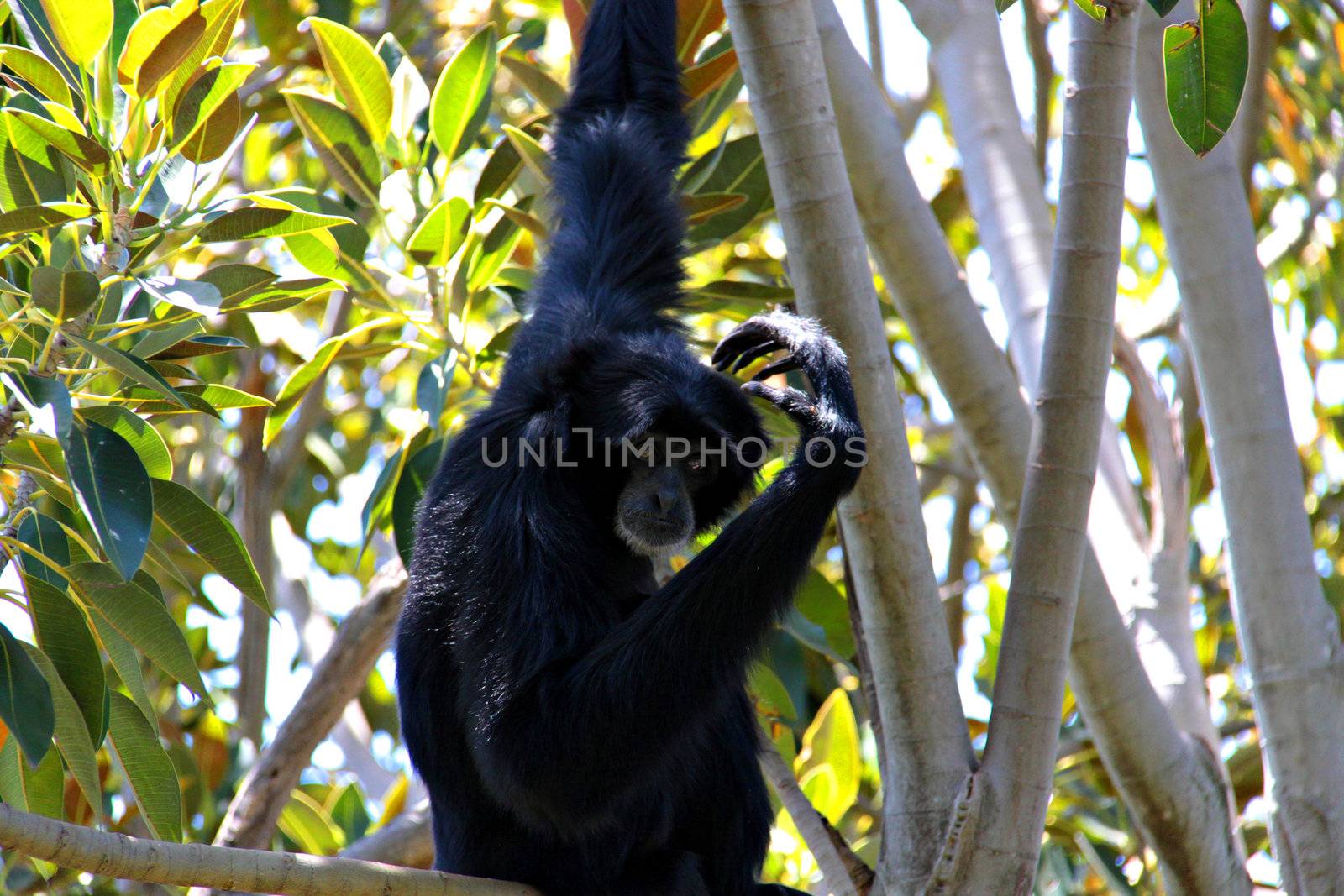 Siamang Scratching Head by Cloudia