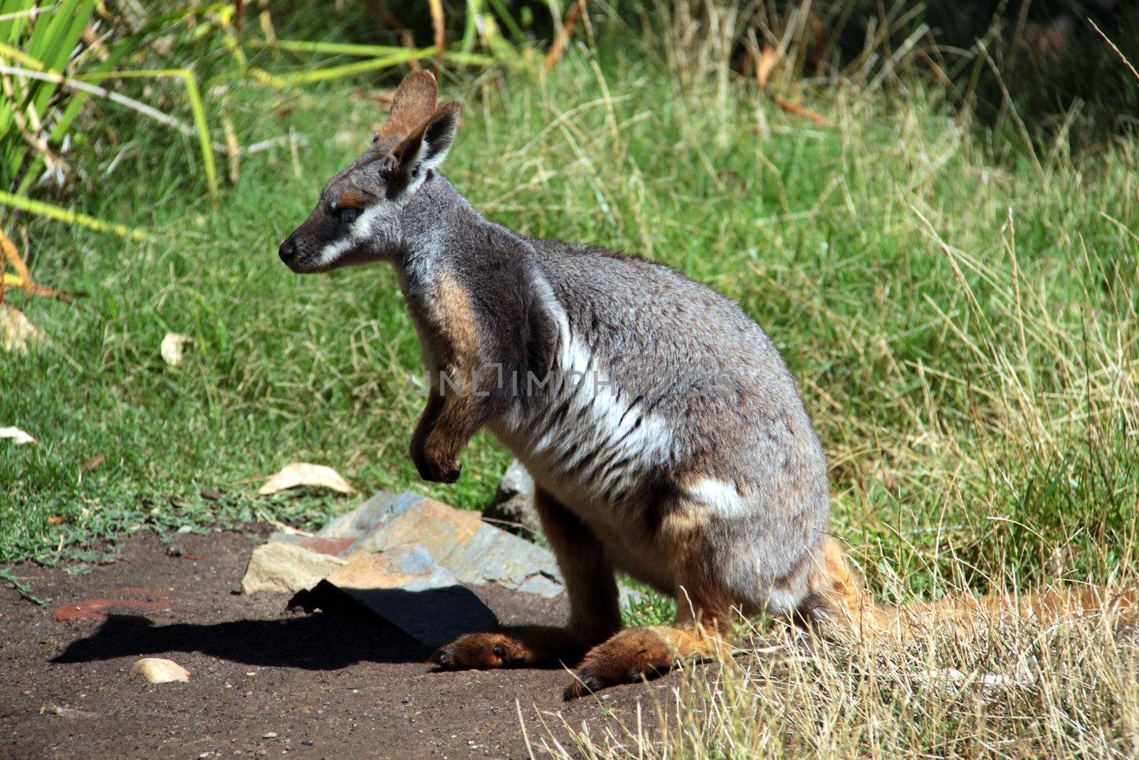 Yellow-Footed Rock-Wallaby in Long Green Grass. Native Australia by Cloudia