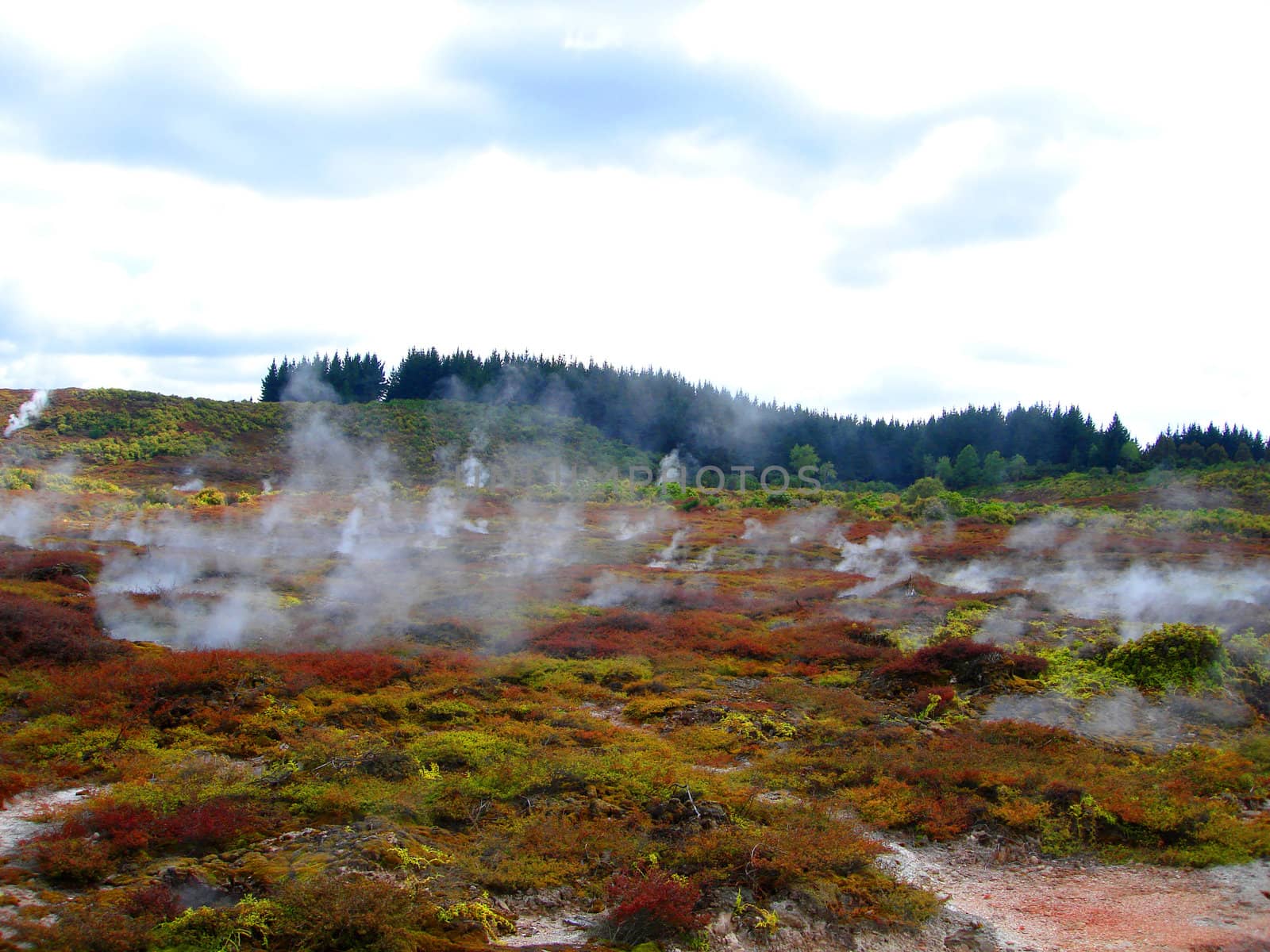 Geothermal Activity of Hell's Gate (between Rotorua and Taupo),  by Cloudia