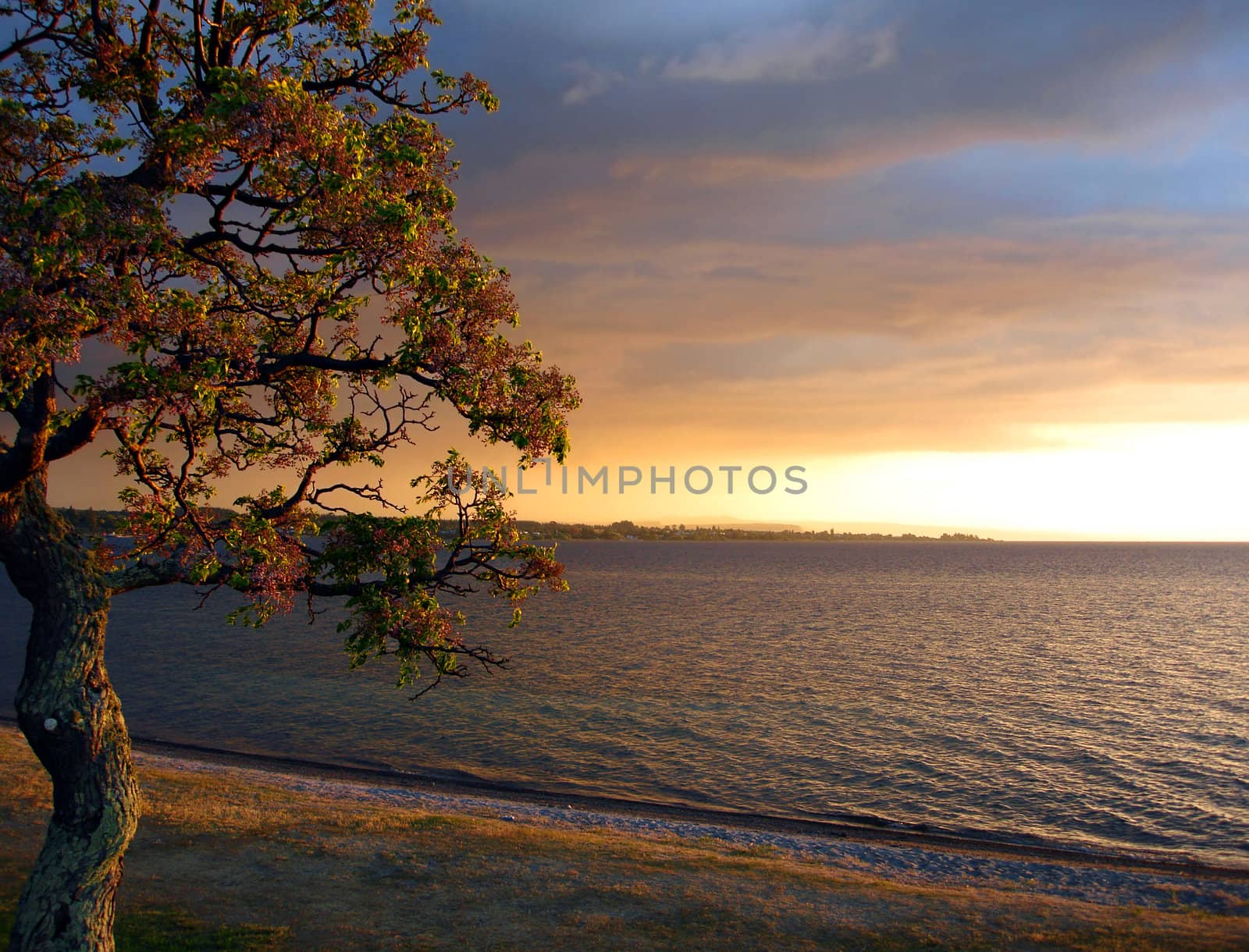 Lake Taupo in the Evening Sun, New Zealand