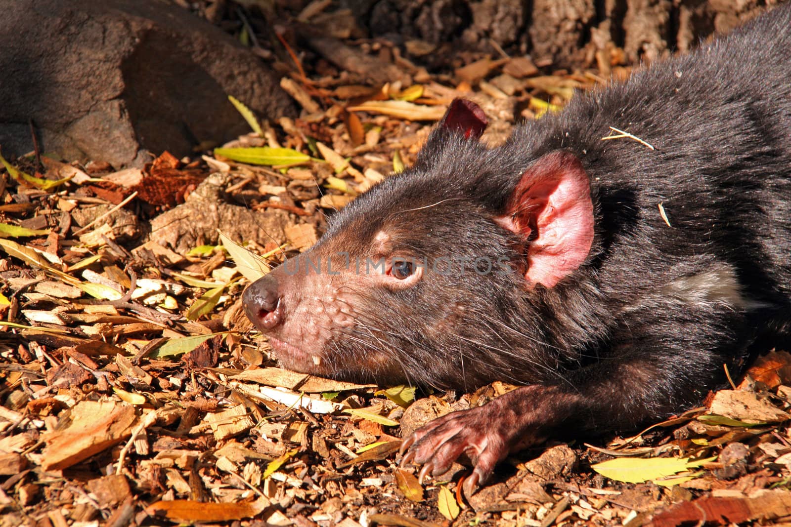 Tasmanian Devil basking in the sunlight