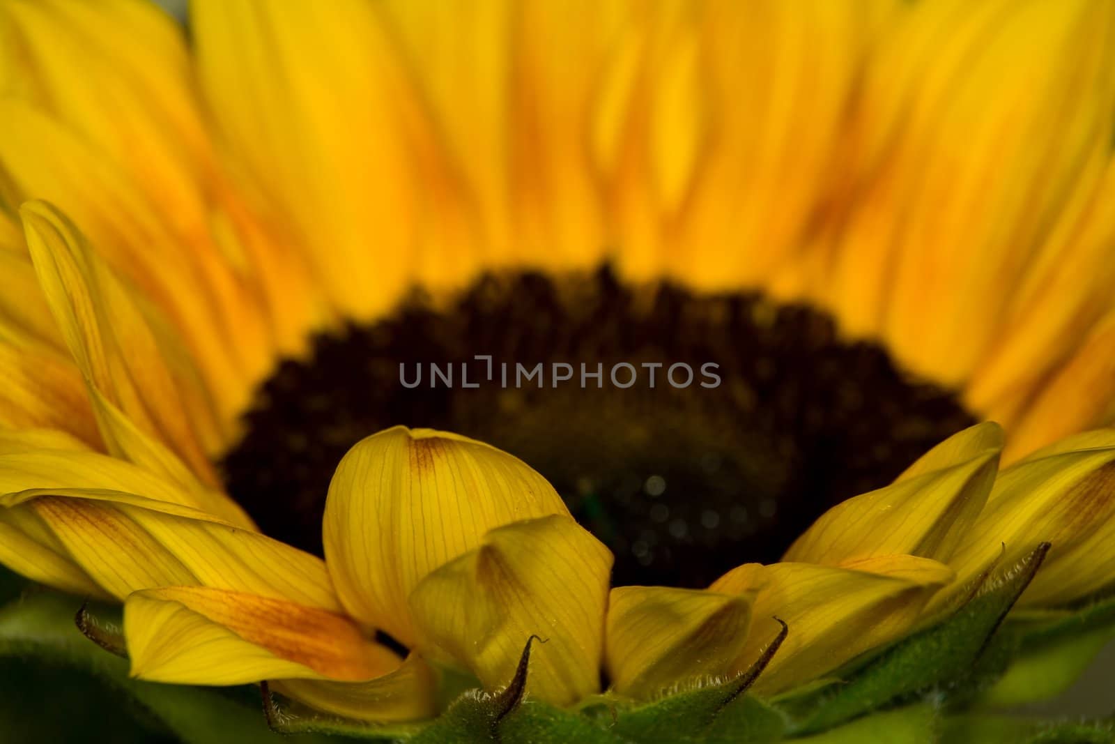 The image closeup of a flower of a sunflower