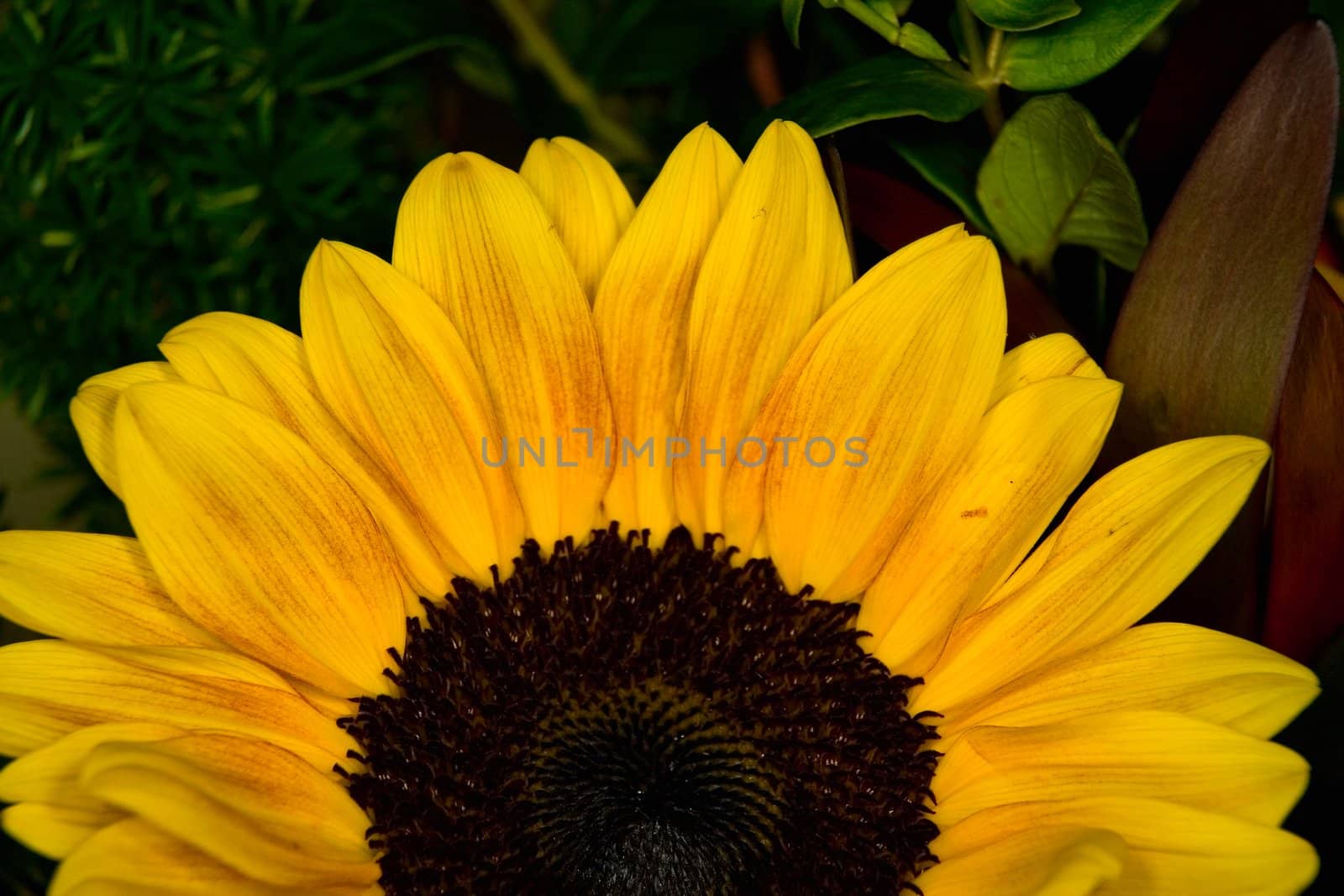 The image closeup of a flower of a sunflower on natural background