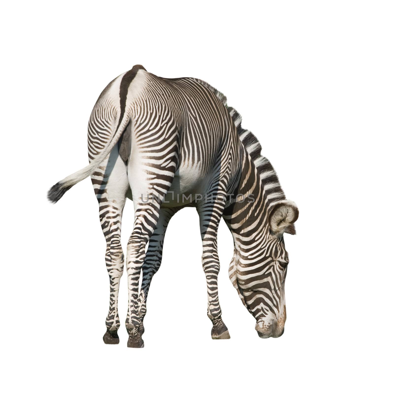 An isolated photo of a zebra on white background