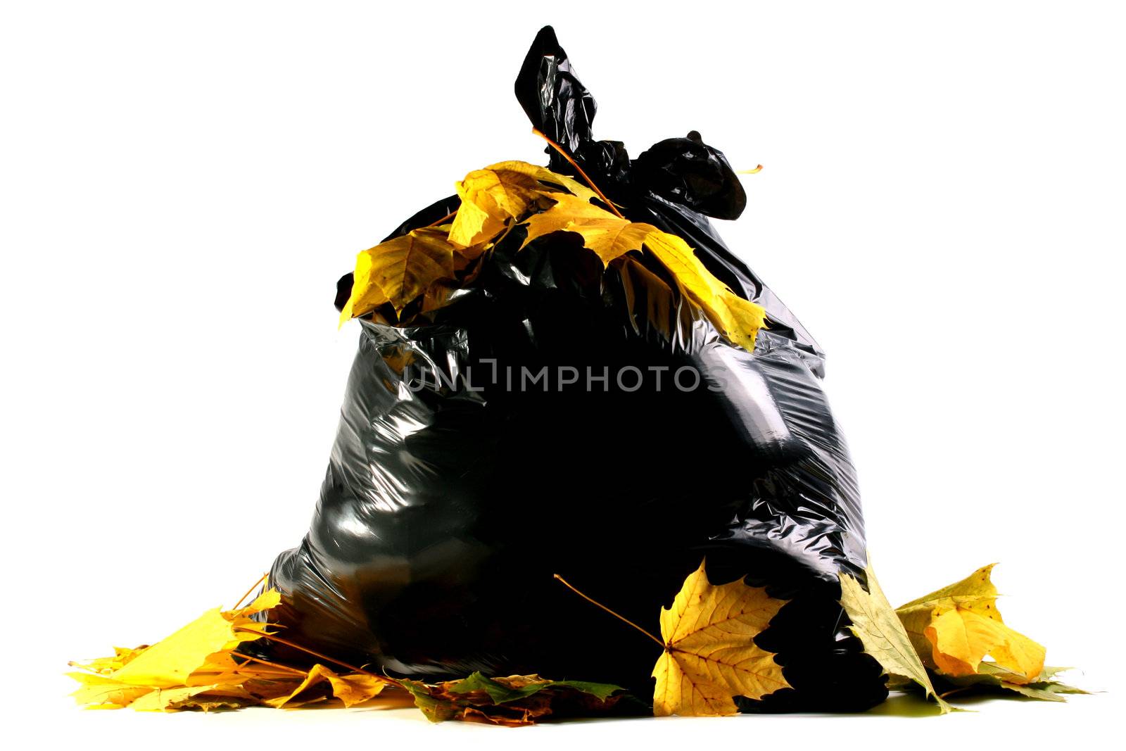 Autumn maple leaves against a full black plastic bag with dust.