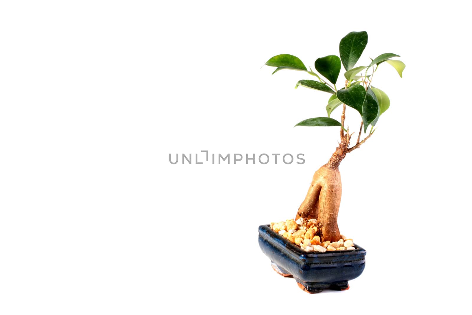 Young tree bonsai in a ceramic vase of dark blue colour on a white background.