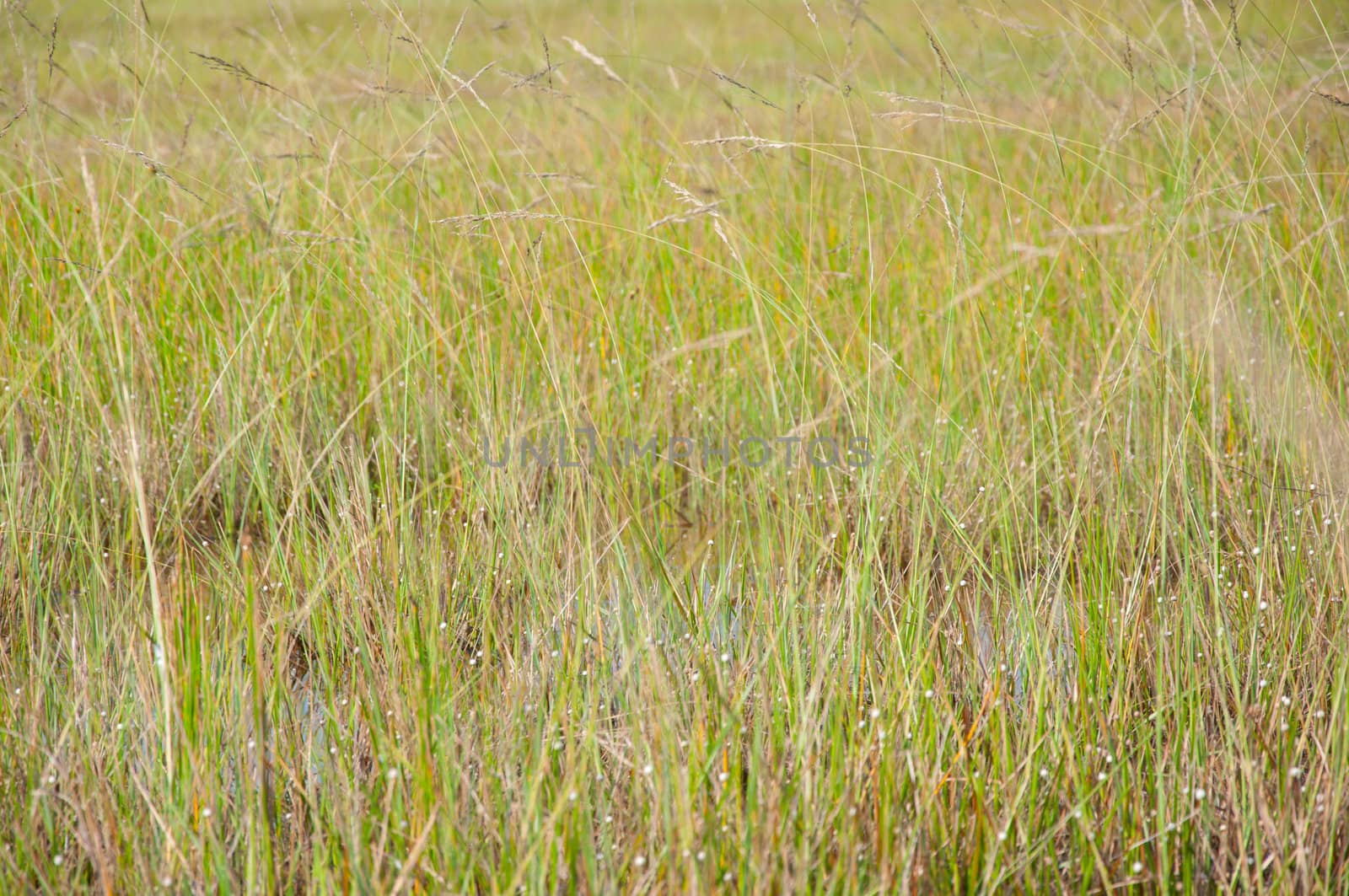 a picture of beautiful grass texture background