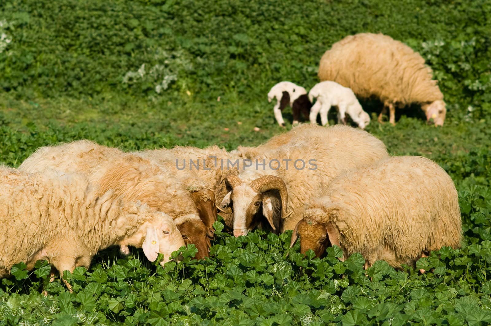 Sheep grazing, green meadow, sheep around a deer, a half circle. Behind, Mother Sheep herder with two white lamb