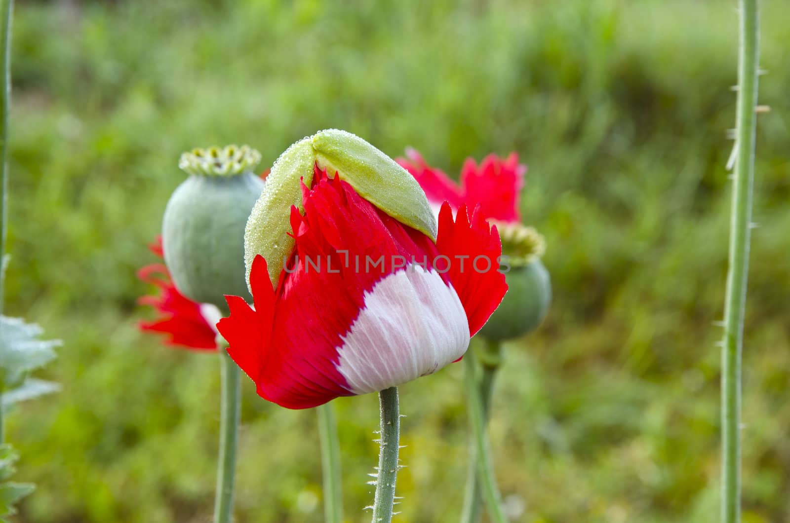 Unfolding red white color poppy. Deflorated poppy on background.