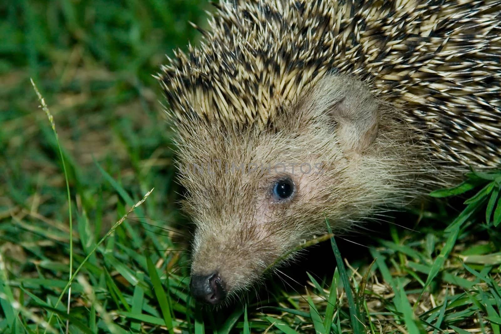 Hedgehog by Vladimir