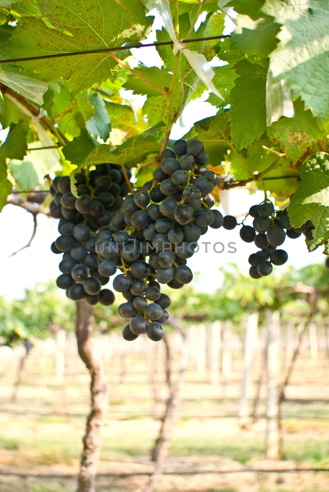 Grape fruit on tree, Vineyards