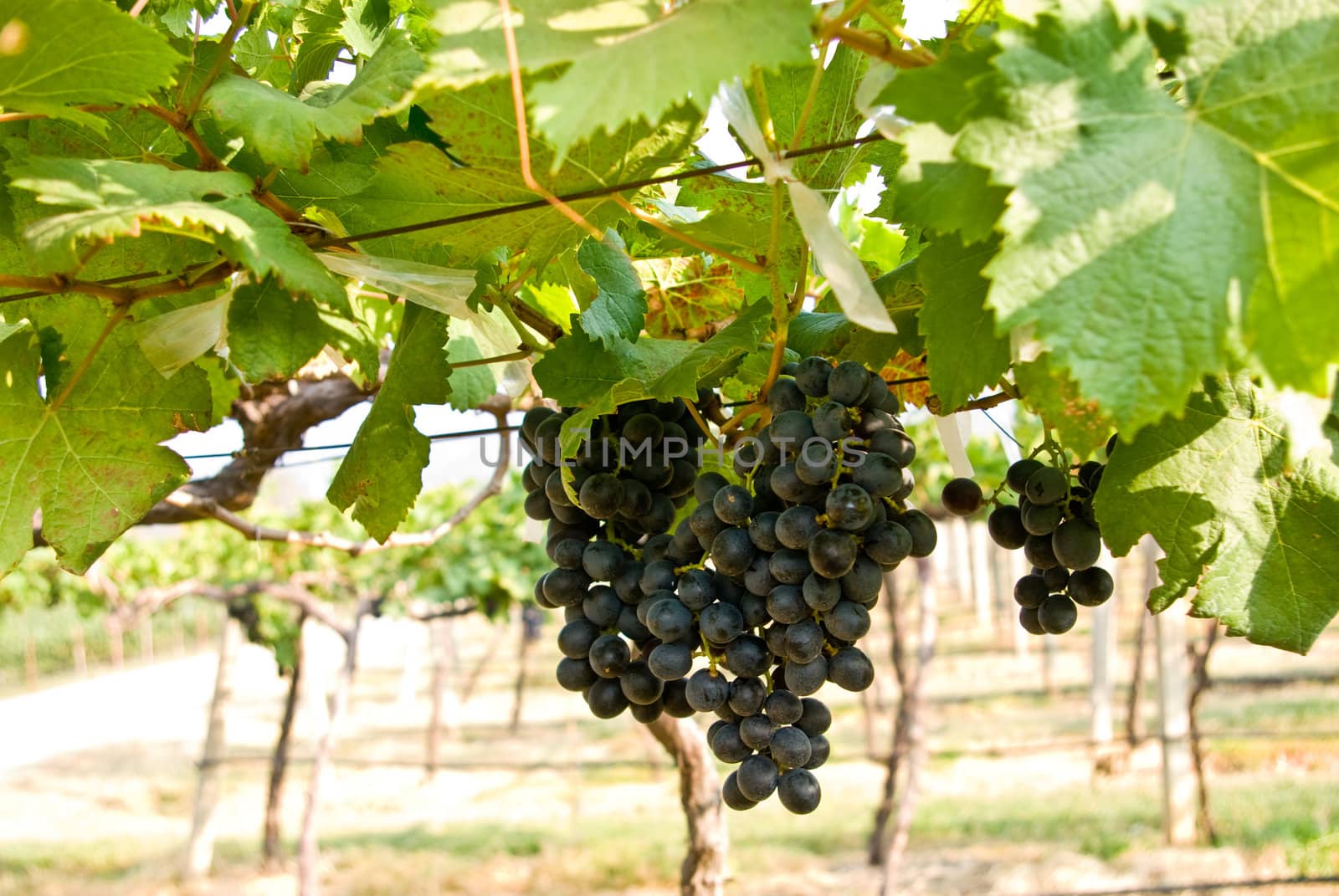 Grape fruit on tree, Vineyards