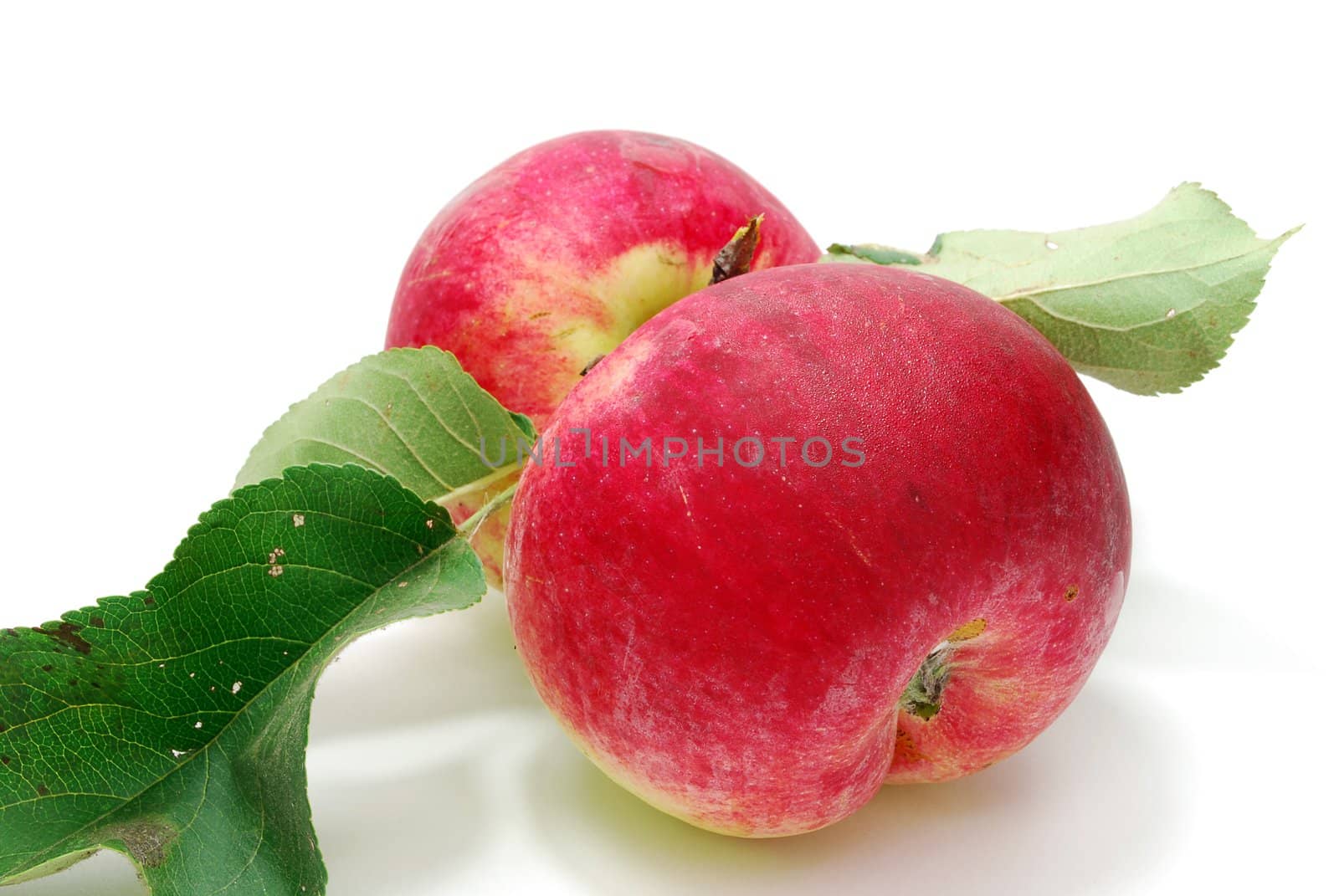 Two Red Apple with Green Leaves Isolated on White