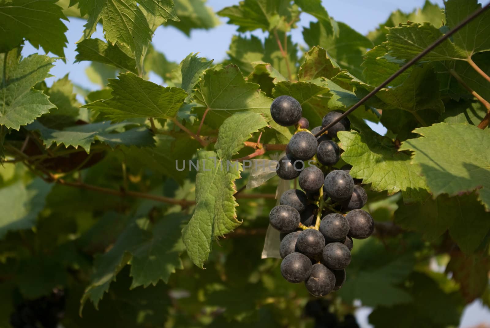 Grape fruit on tree, Vineyards