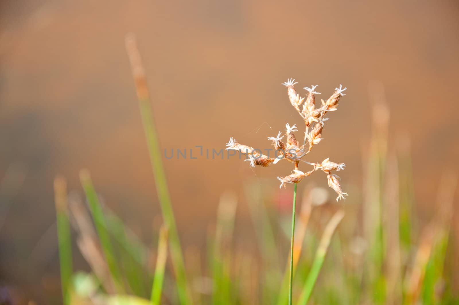 brown flower by ngarare