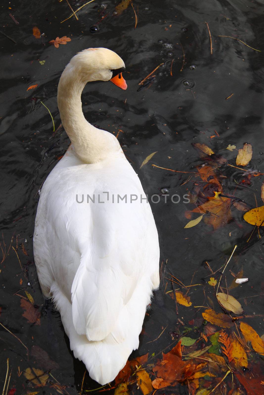 A swan amidst fallen autumn leaves