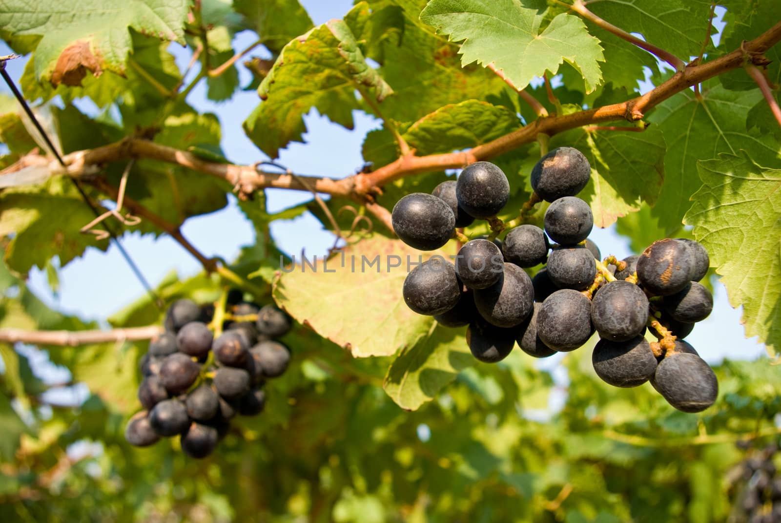 Grape fruit on tree, Vineyards