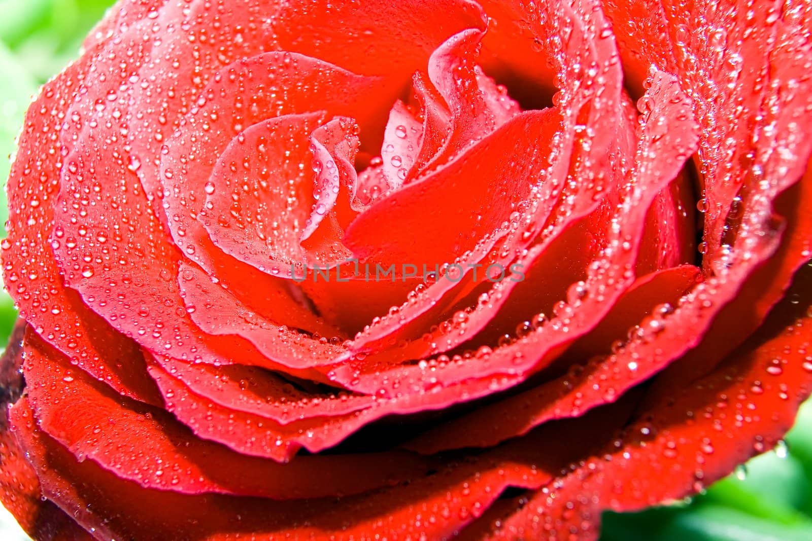 Red rose photographed closeup for use as a background at design