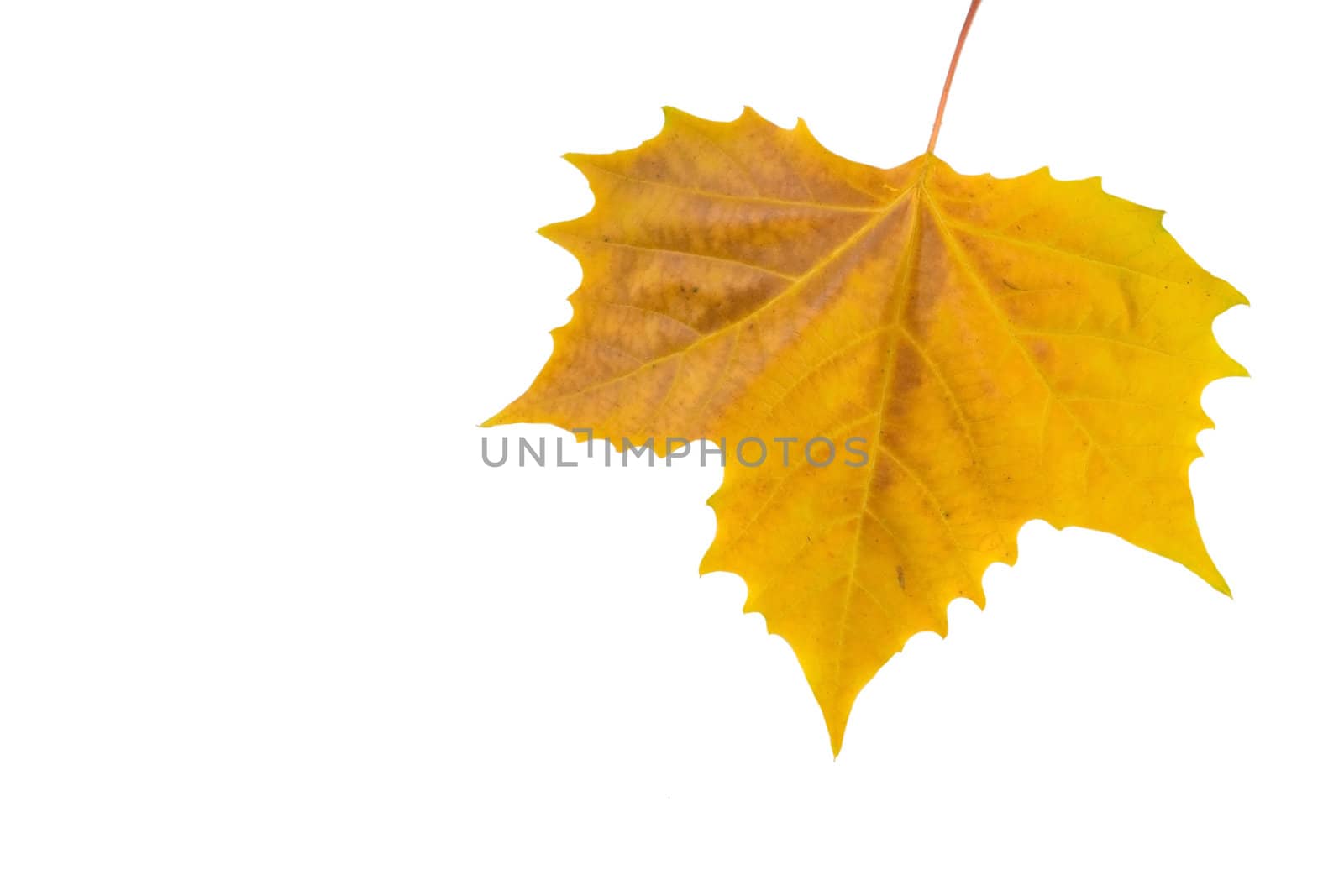 Beautiful golden leaves in autumn