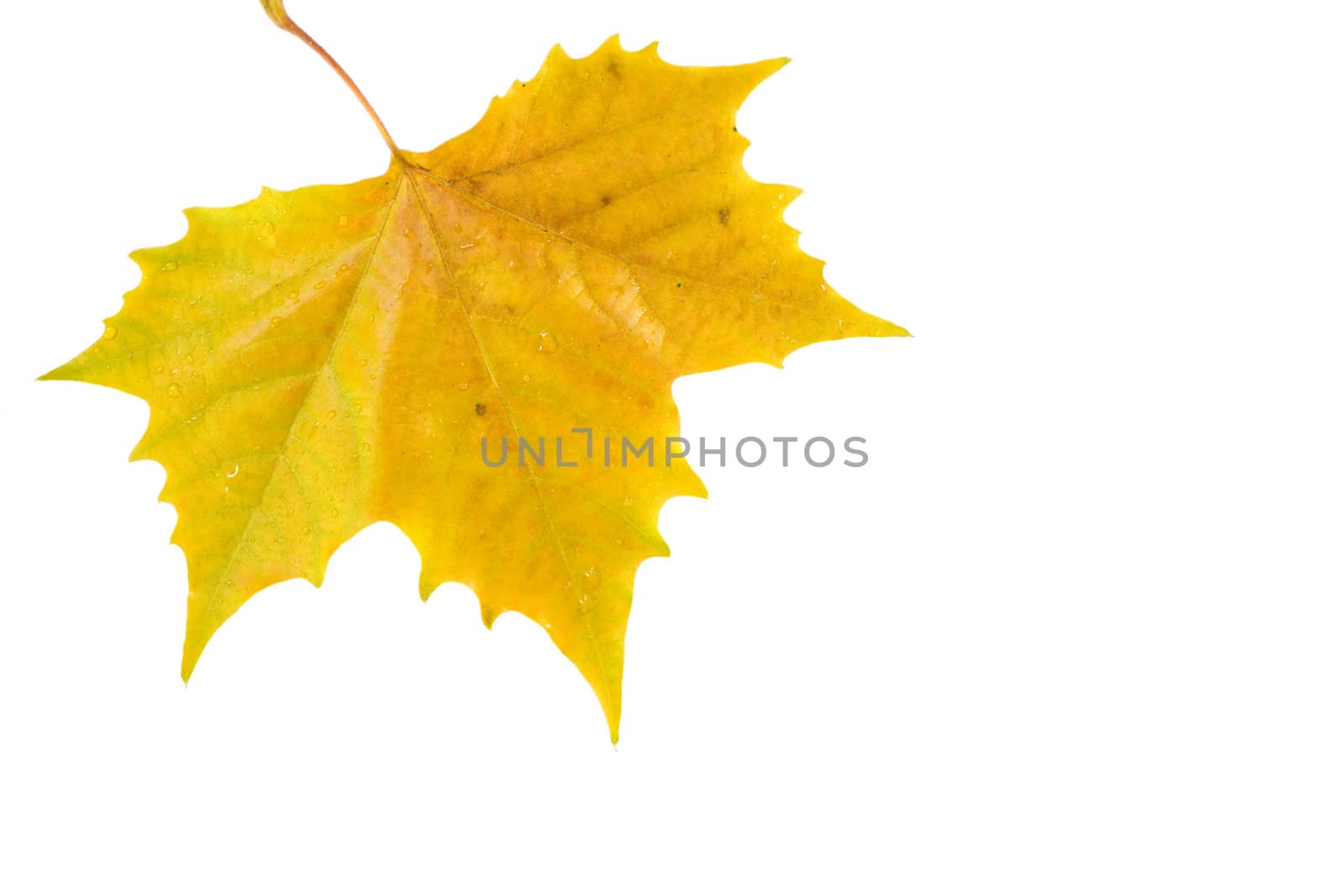 Beautiful golden leaves in autumn by juweber