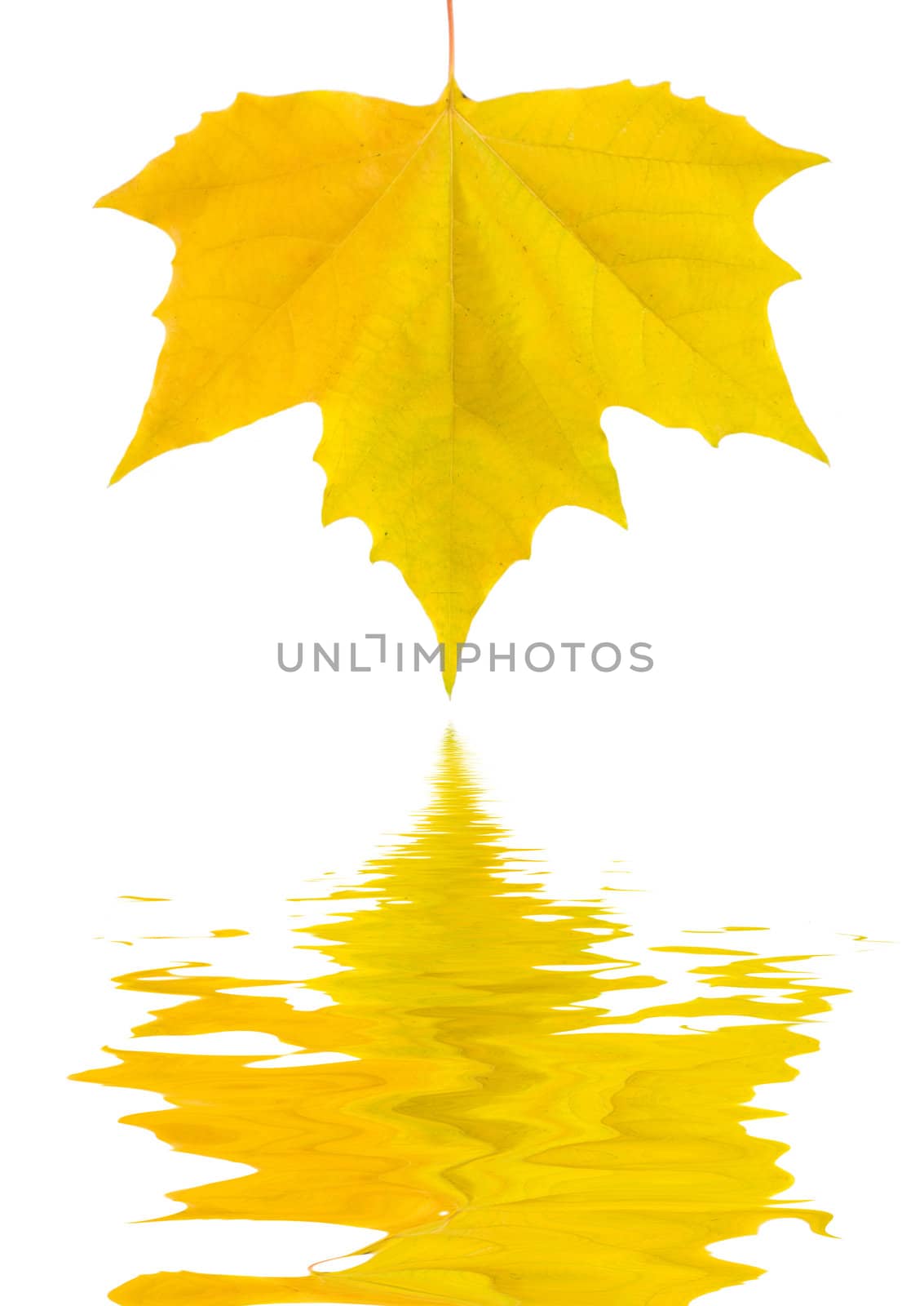 Beautiful golden leaves in autumn by juweber