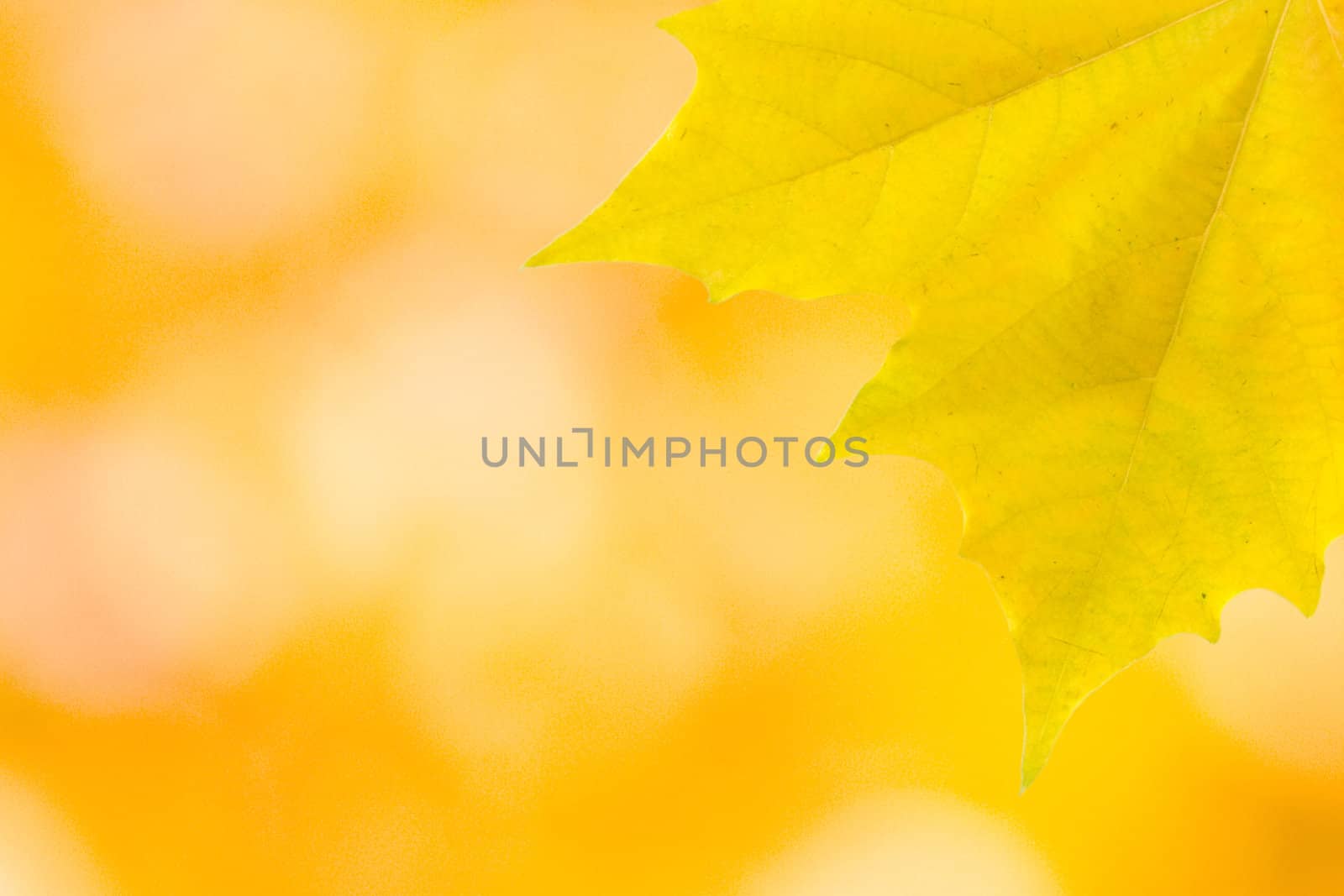 Beautiful leaves in autumn by juweber