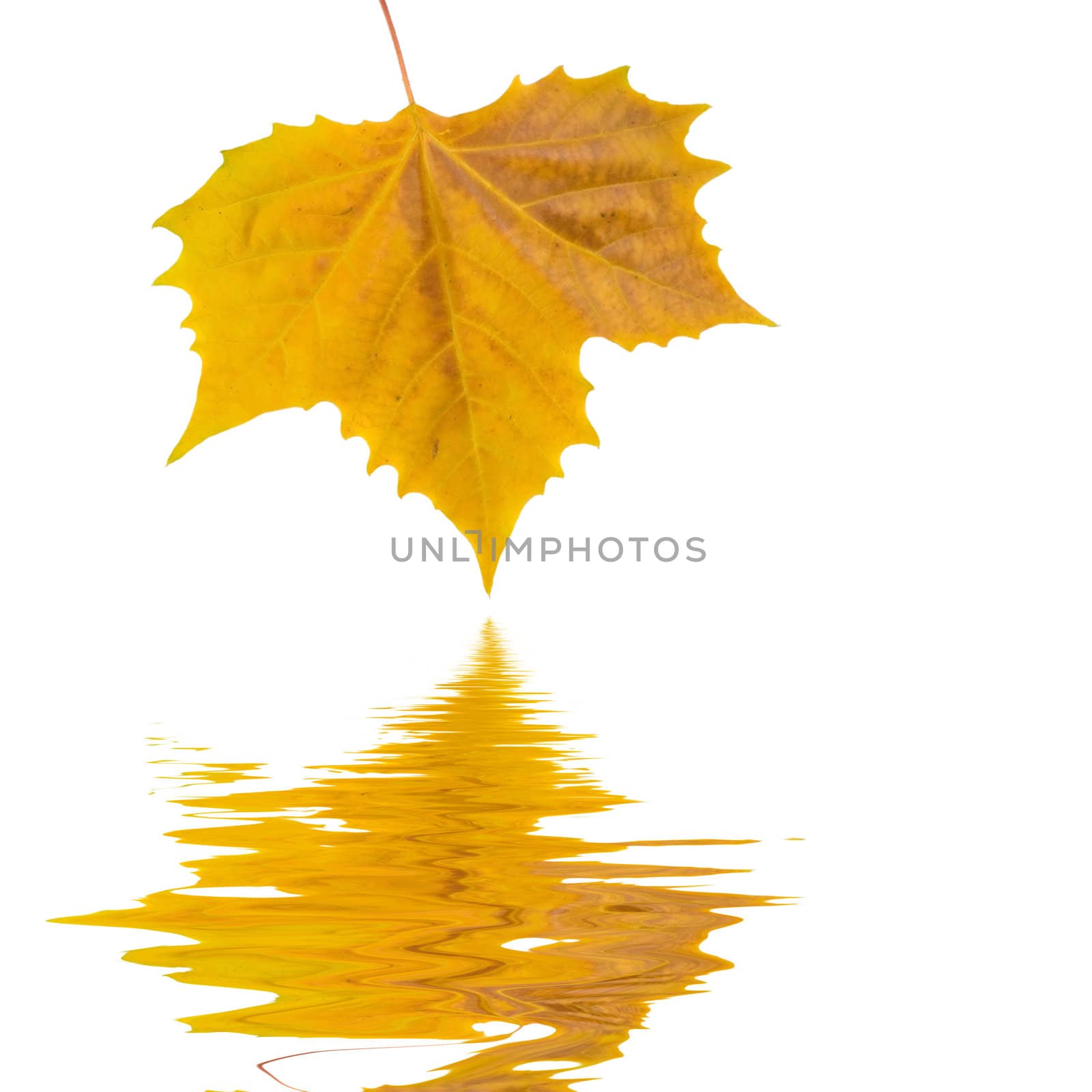 Beautiful golden leaves in autumn by juweber