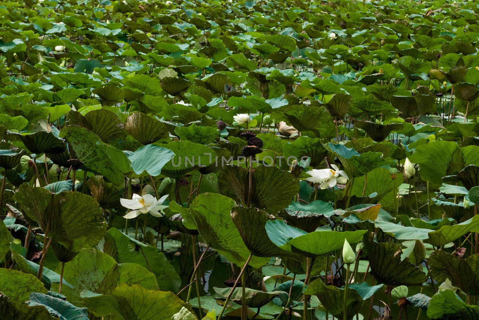 Lotus in the swamp area, Thailand