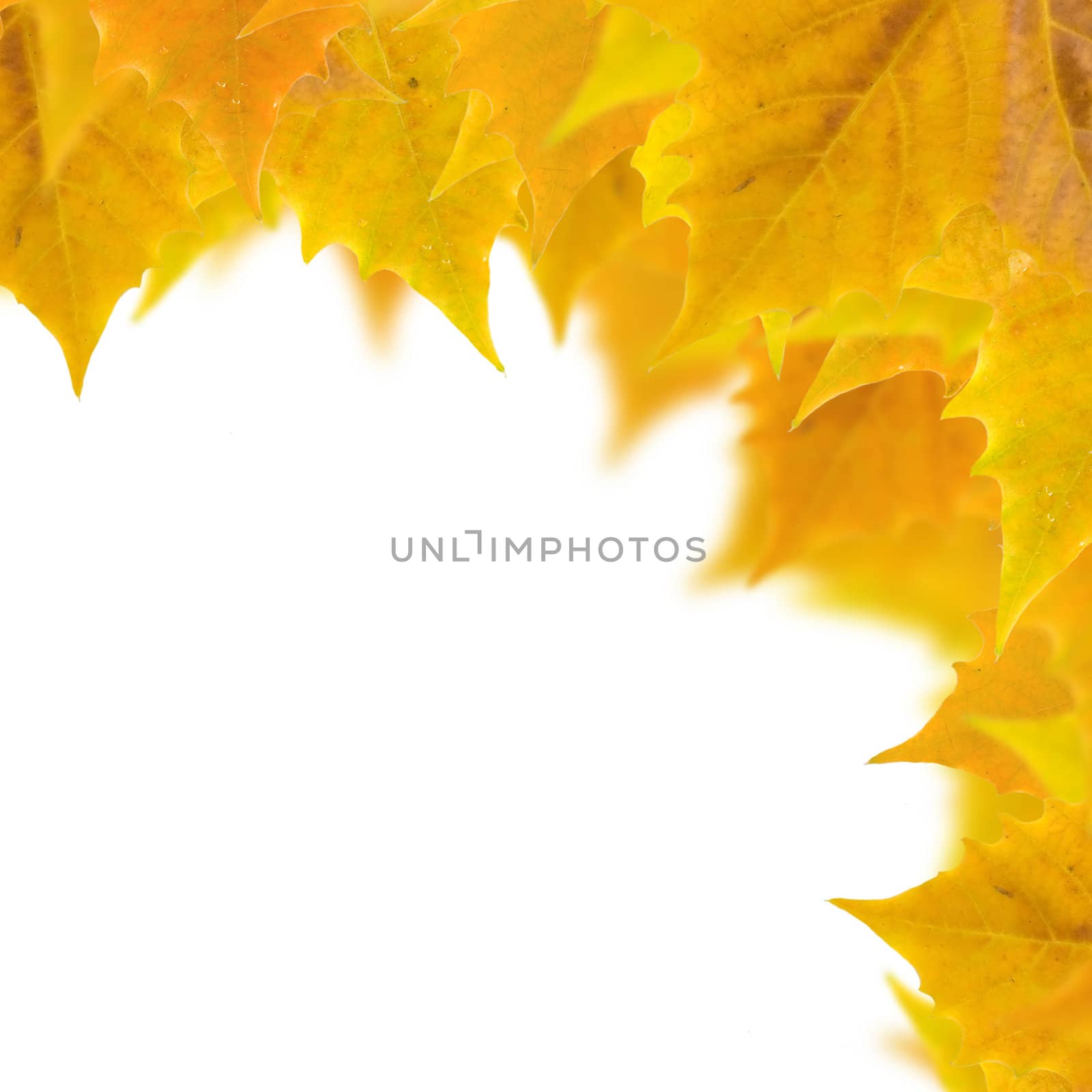 Beautiful golden leaves in autumn