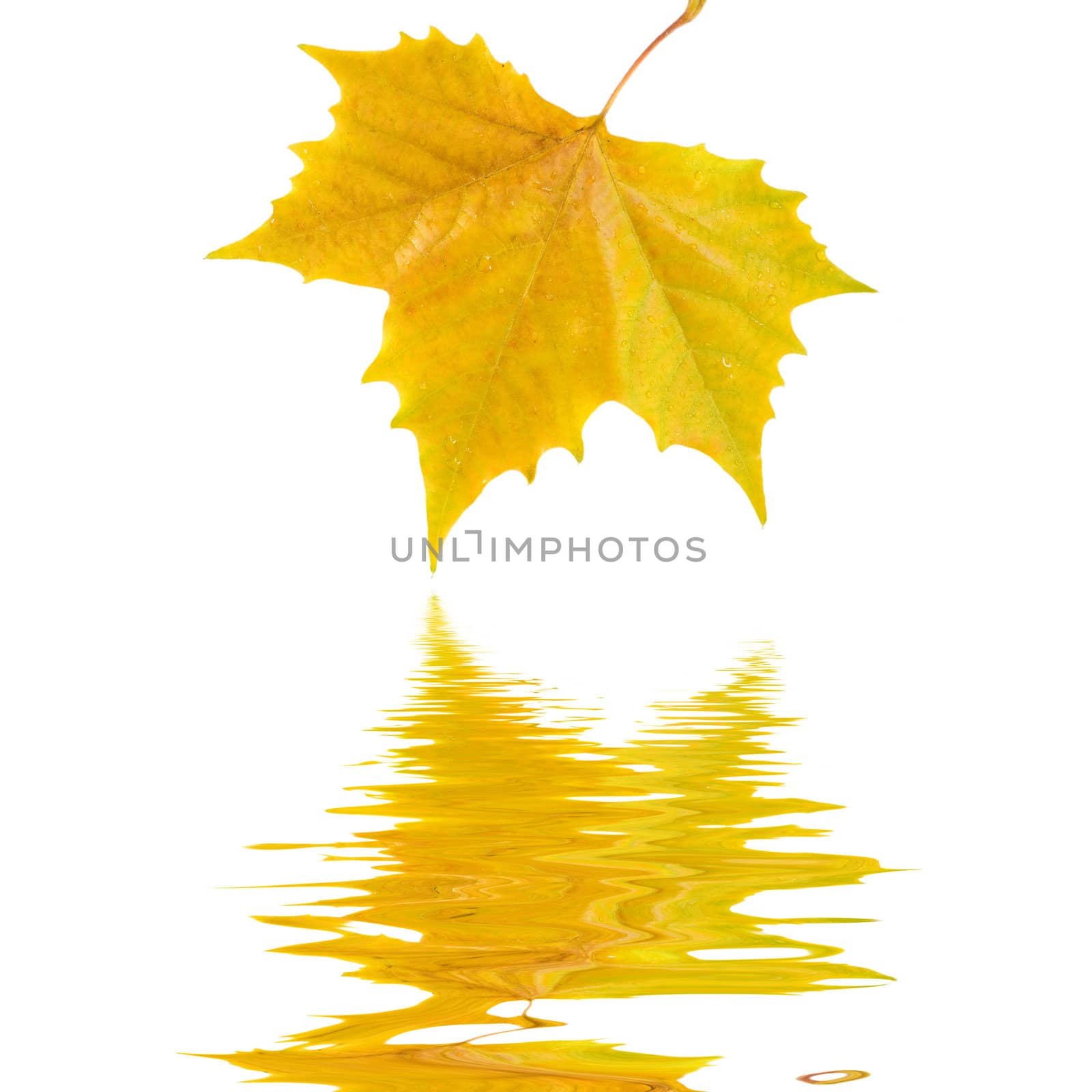 Beautiful golden leaves in autumn by juweber