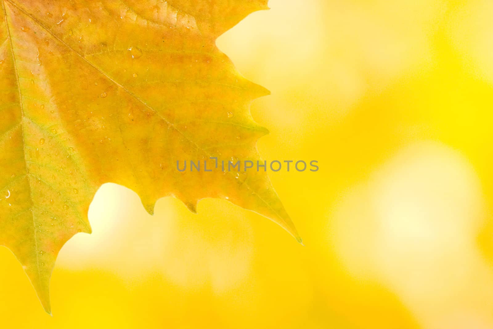 Beautiful leaves in autumn