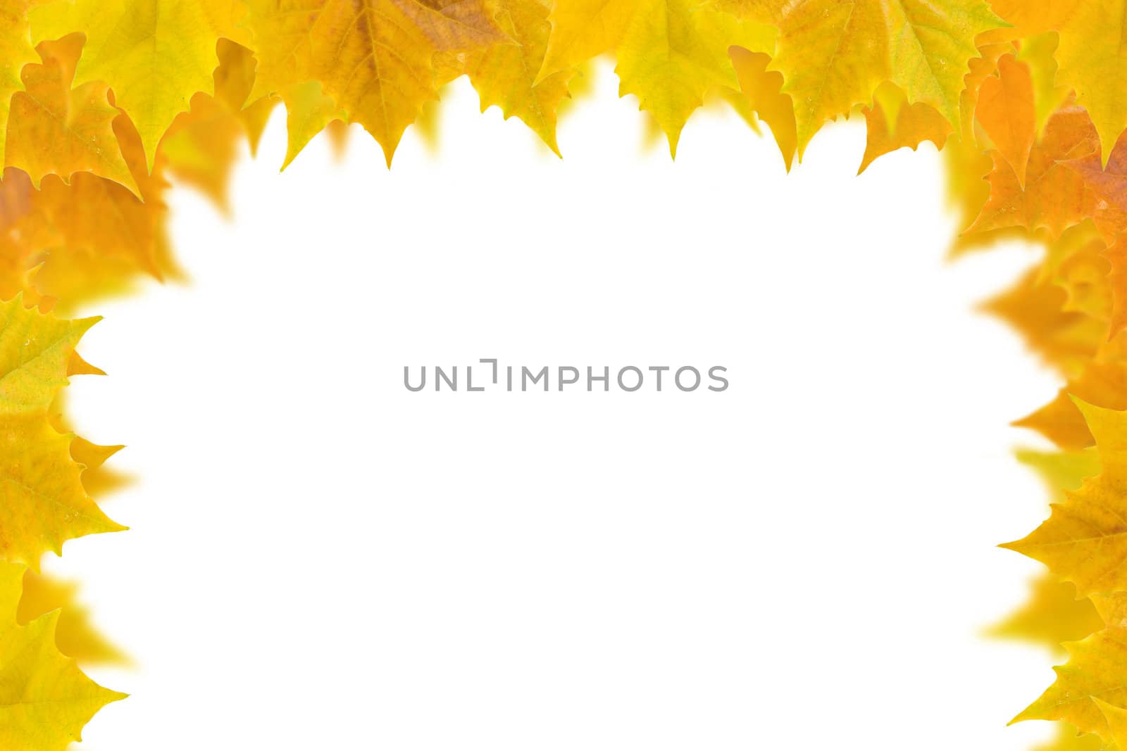 Beautiful golden leaves in autumn by juweber