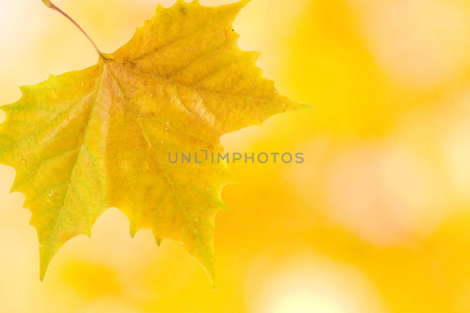 Beautiful leaves in autumn by juweber