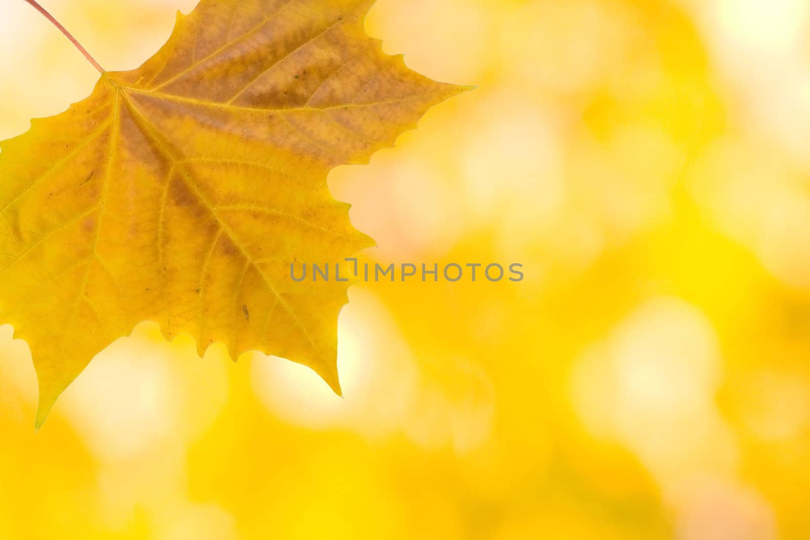 Beautiful leaves in autumn by juweber