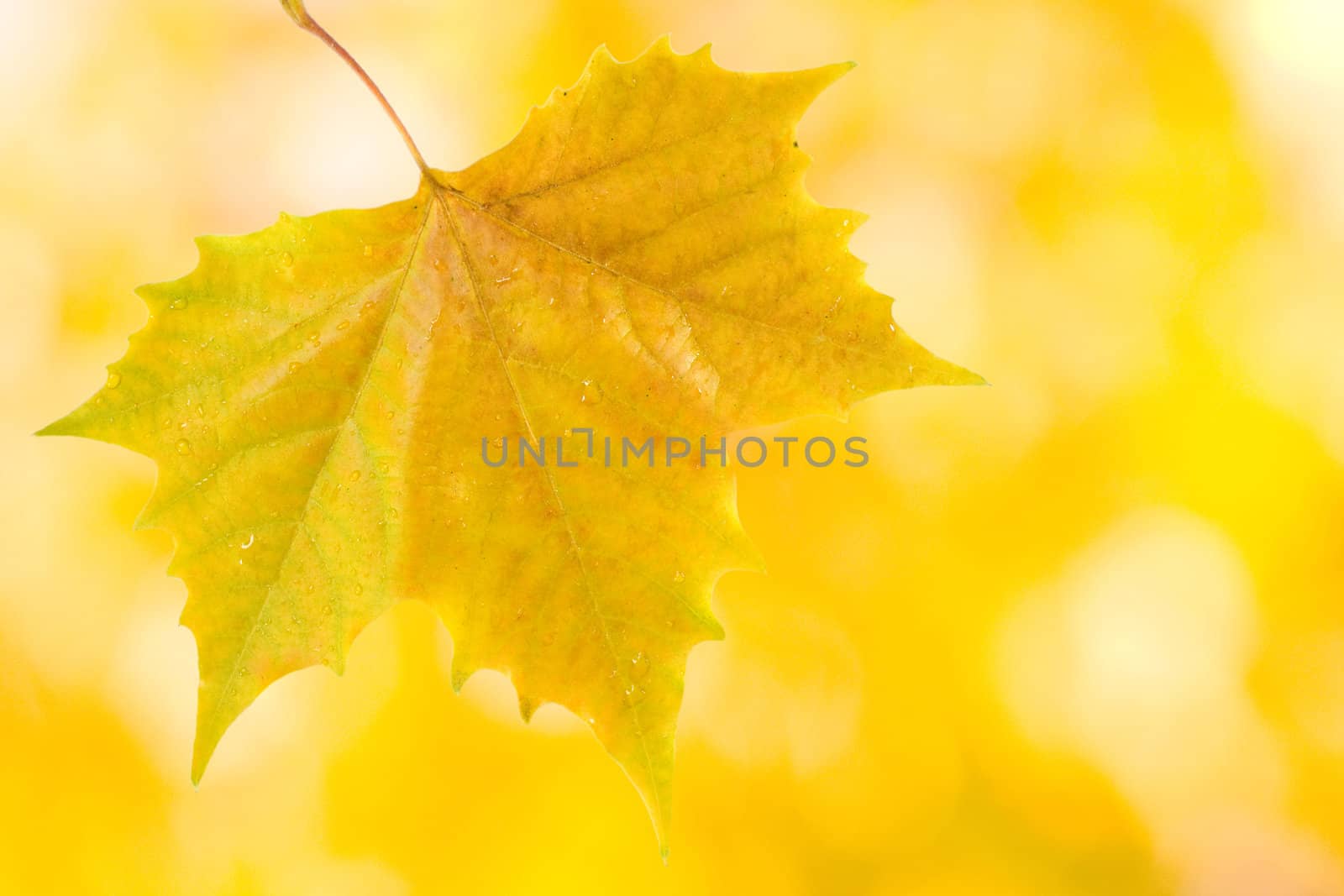 Beautiful leaves in autumn