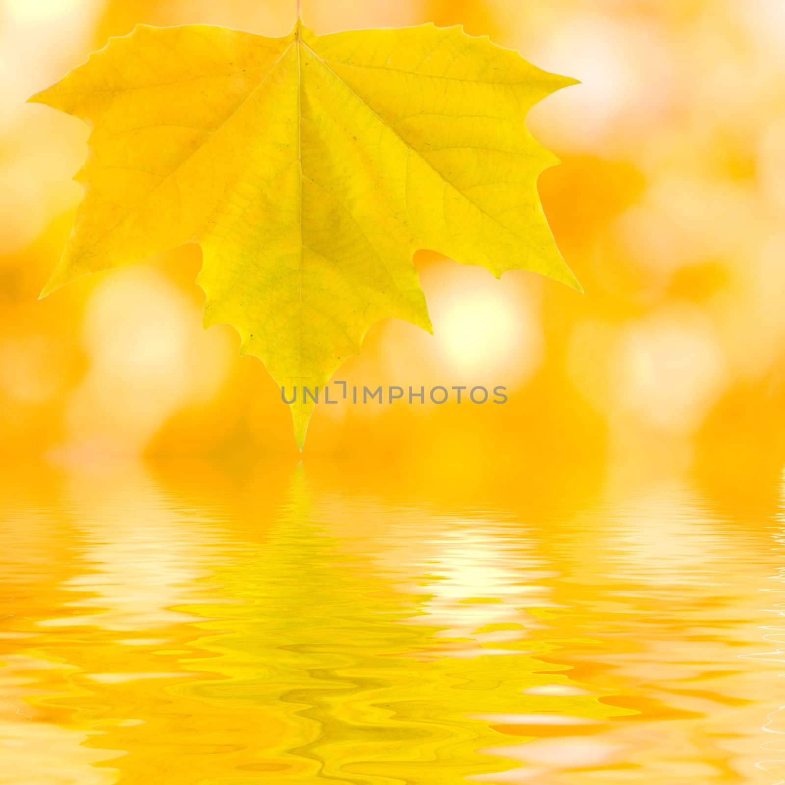 Beautiful golden leaves in autumn