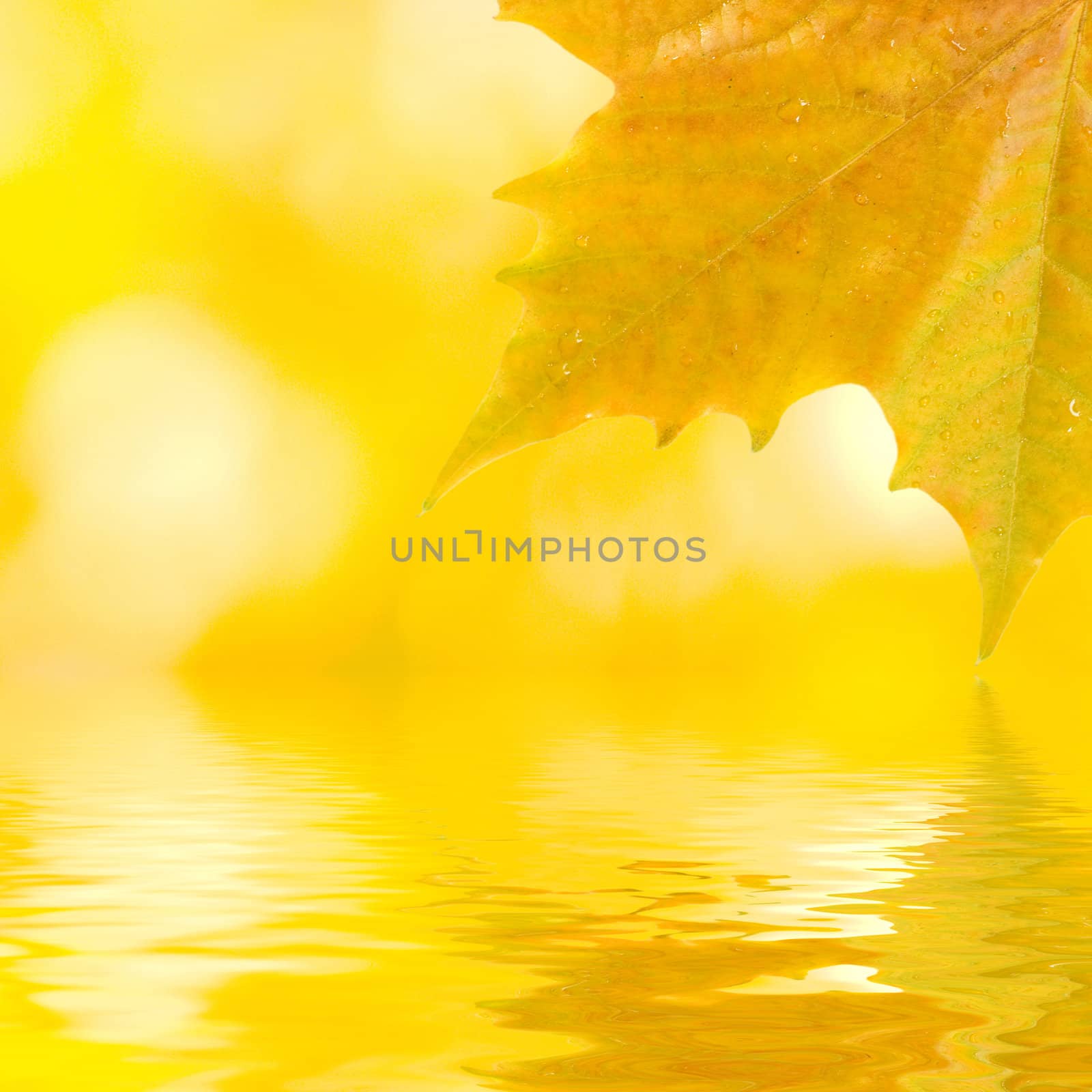 Beautiful golden leaves in autumn