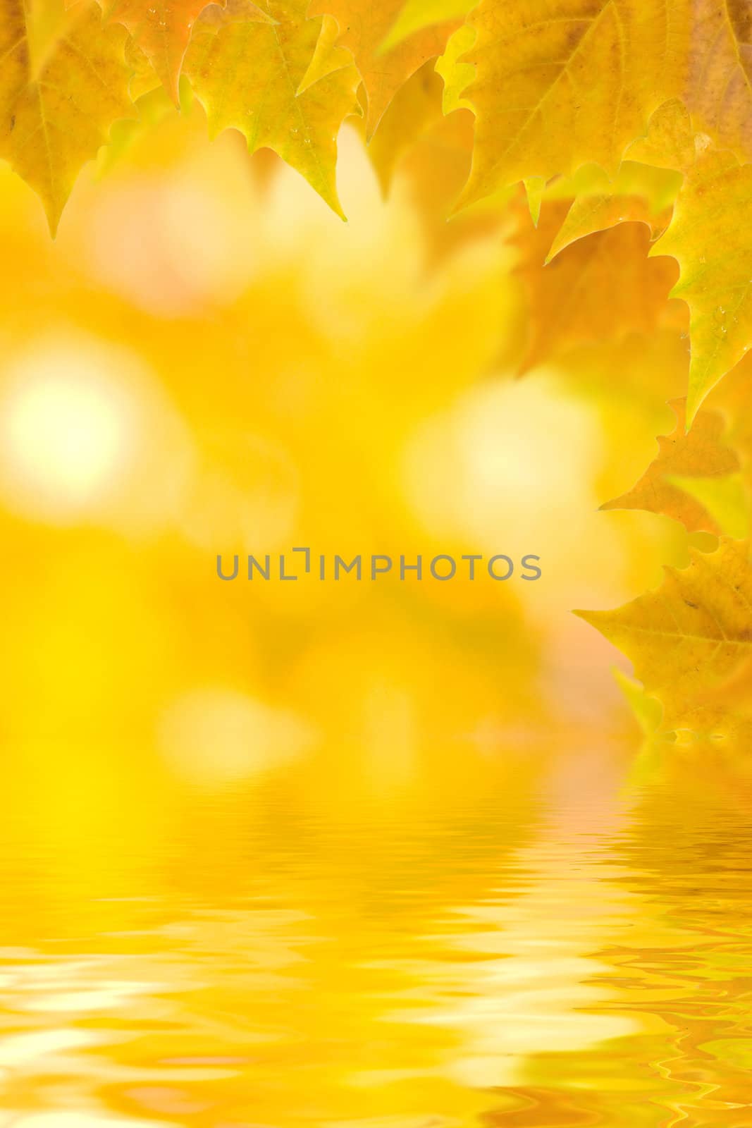 Beautiful golden leaves in autumn by juweber