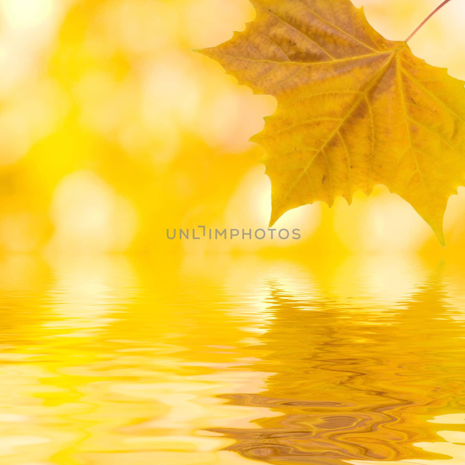 Beautiful golden leaves in autumn by juweber