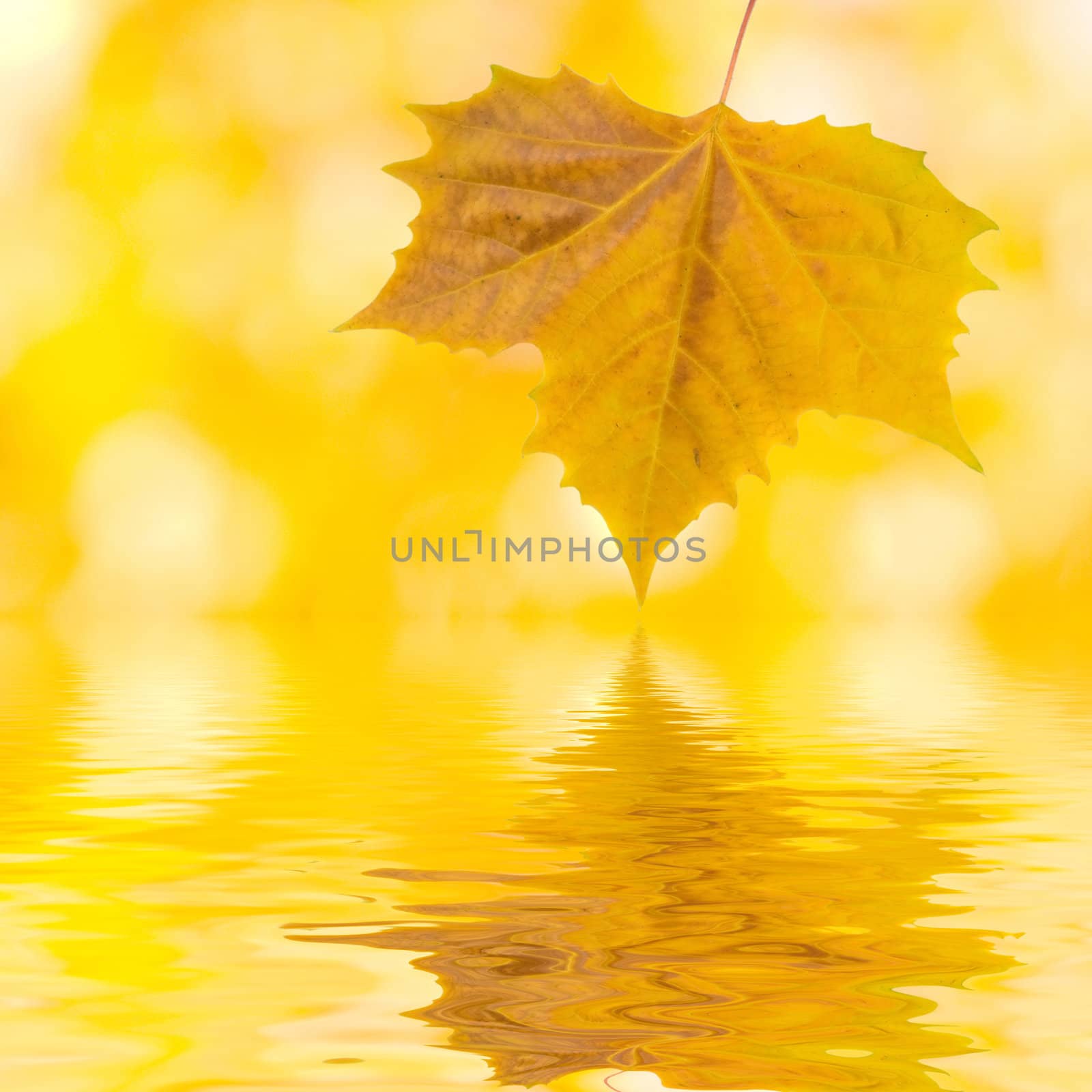 Beautiful golden leaves in autumn